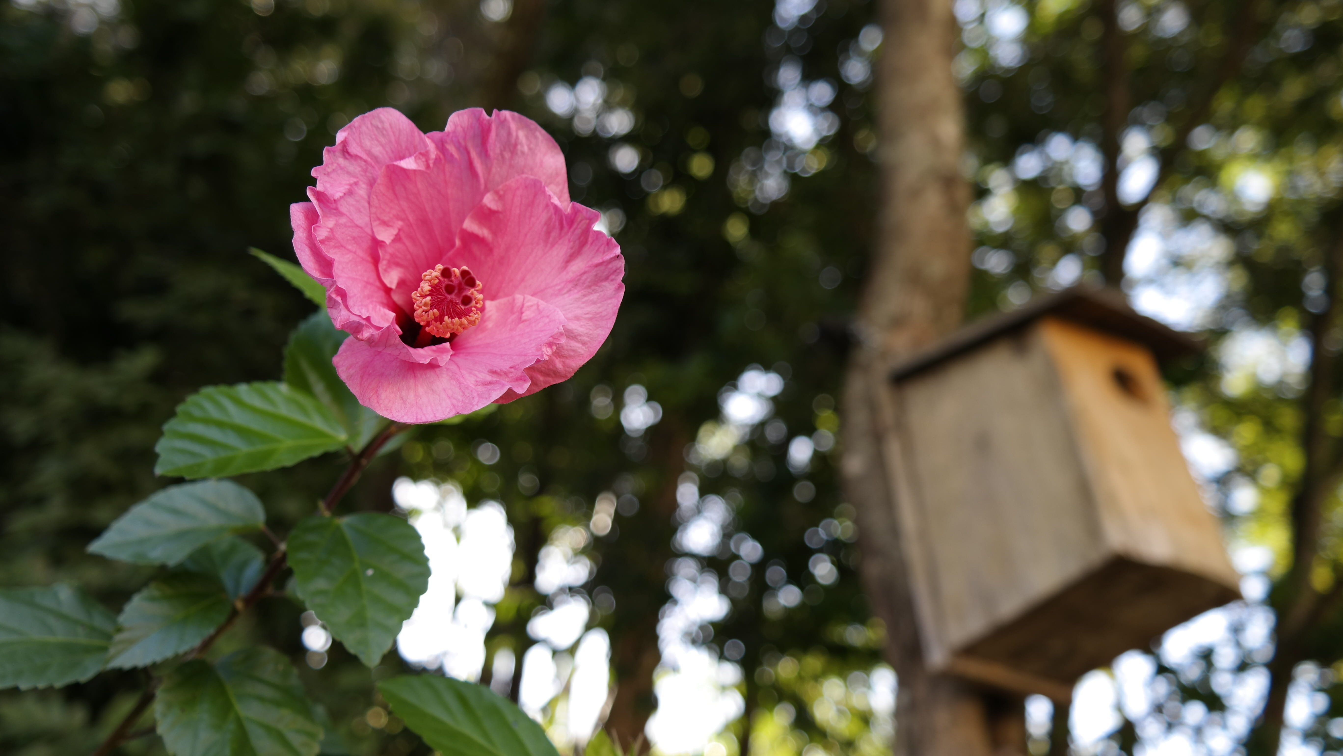freshness, leaf, focus on foreground, vulnerability, fragility, 5K, charm, close-up, pink color, spring, gorgeous, flowering plant, inflorescence, rosa, HD Wallpaper