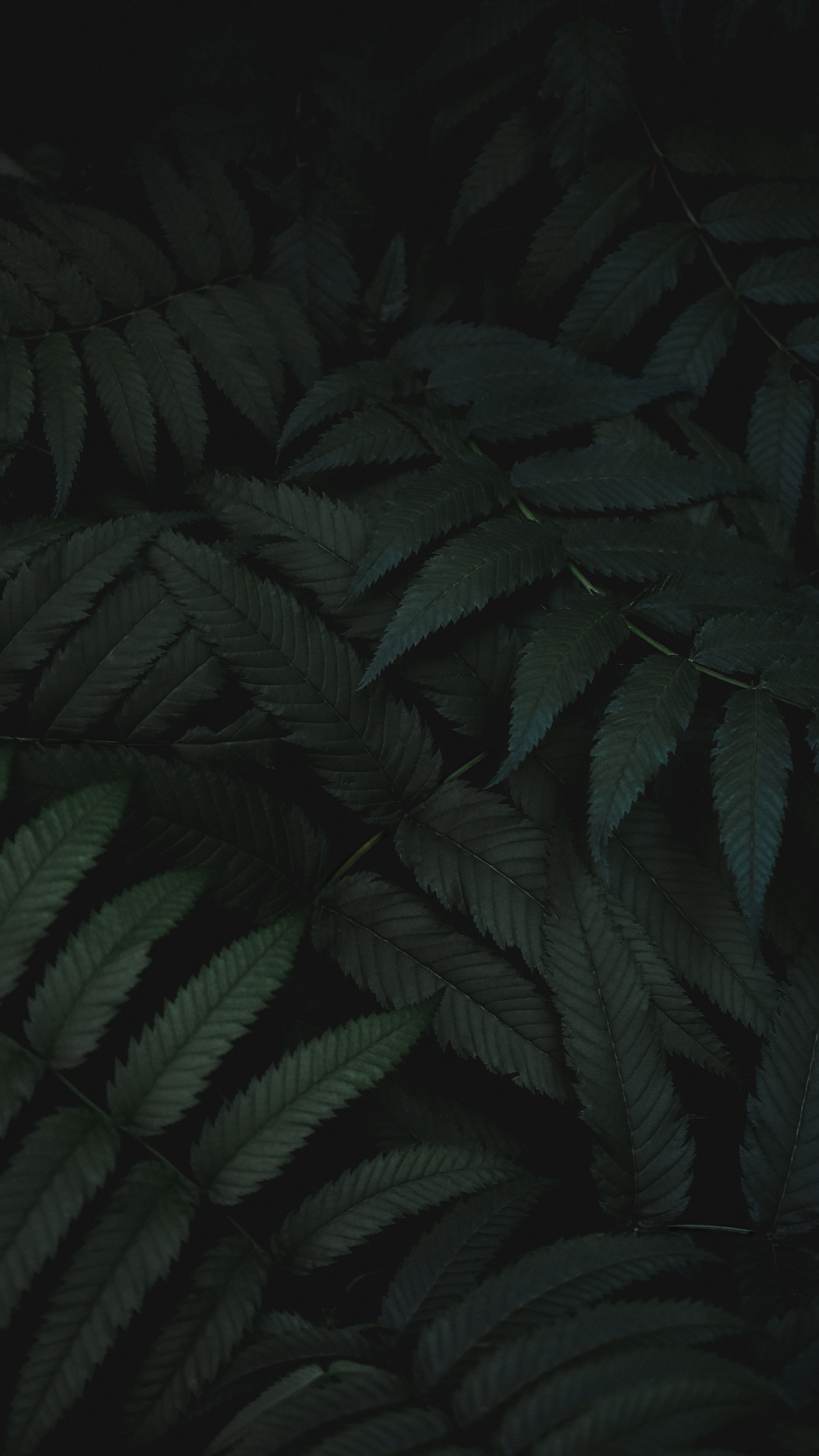 backgrounds, shallow, no People, plants, textured, dark green, dark, pattern, photography, forest, fern, mystery, plant, summer, black Background, abstract, Phone HD Wallpaper