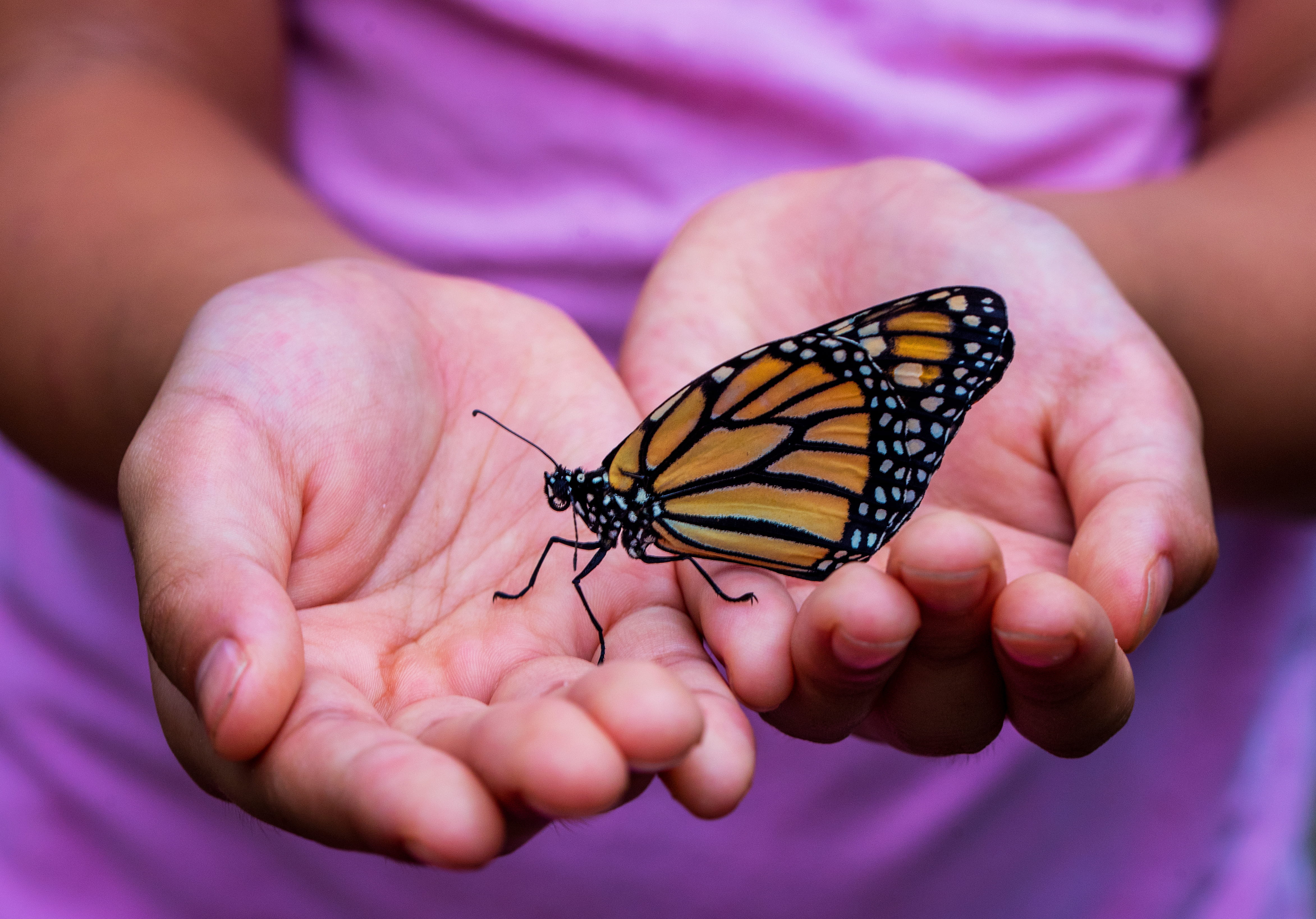 one person, childhood, human, butterfly - insect, offspring, photography, kid, human hand, finger, insect, close-up, butterfly, hand, yellow, invertebrate, HD Wallpaper
