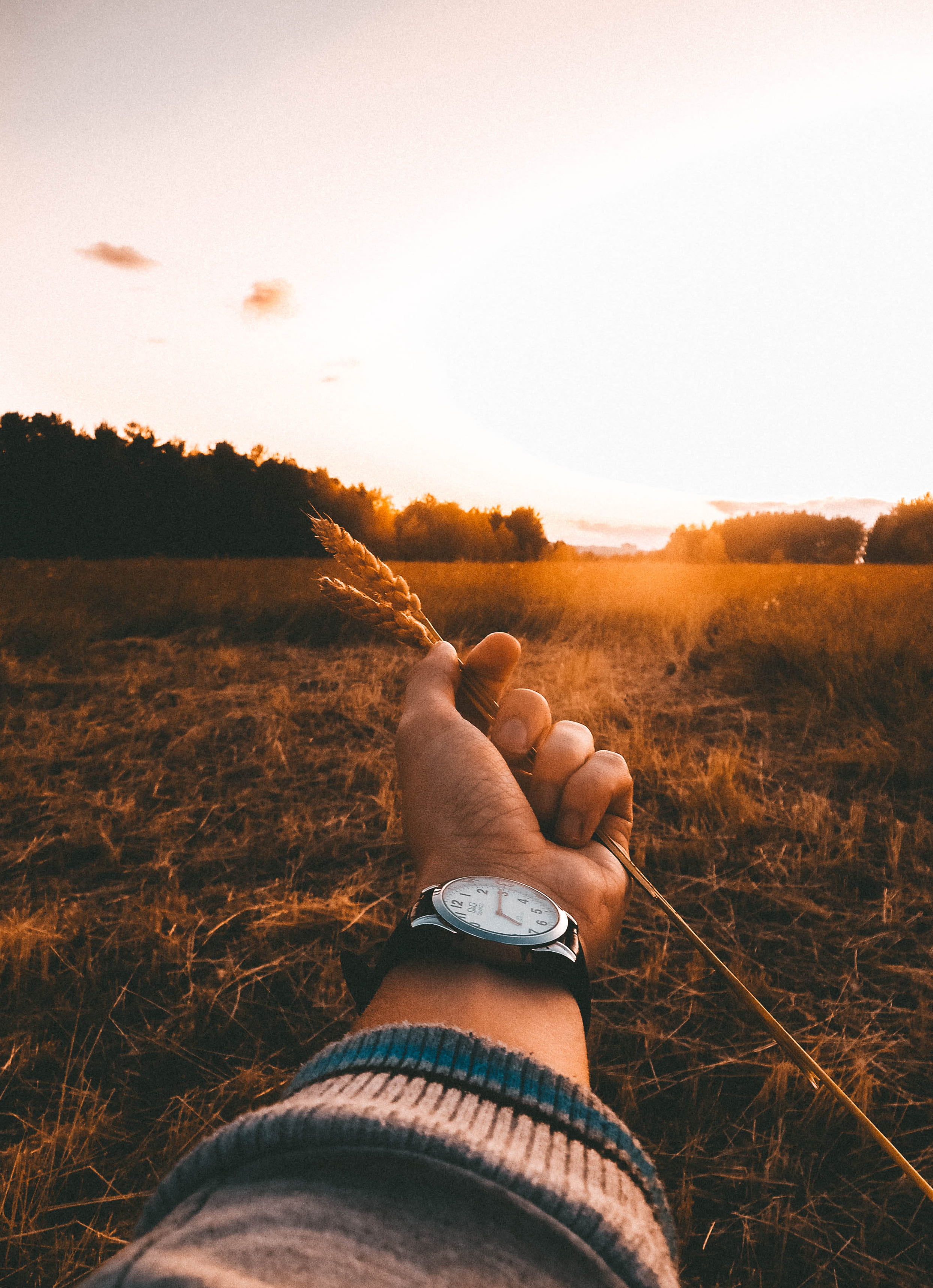 forest, sky, hand, personal perspective, orange, golden hour, holding wheat, landscape, lifestyles, person, hold out, holding, mill, 2K, land, human hand, Phone HD Wallpaper