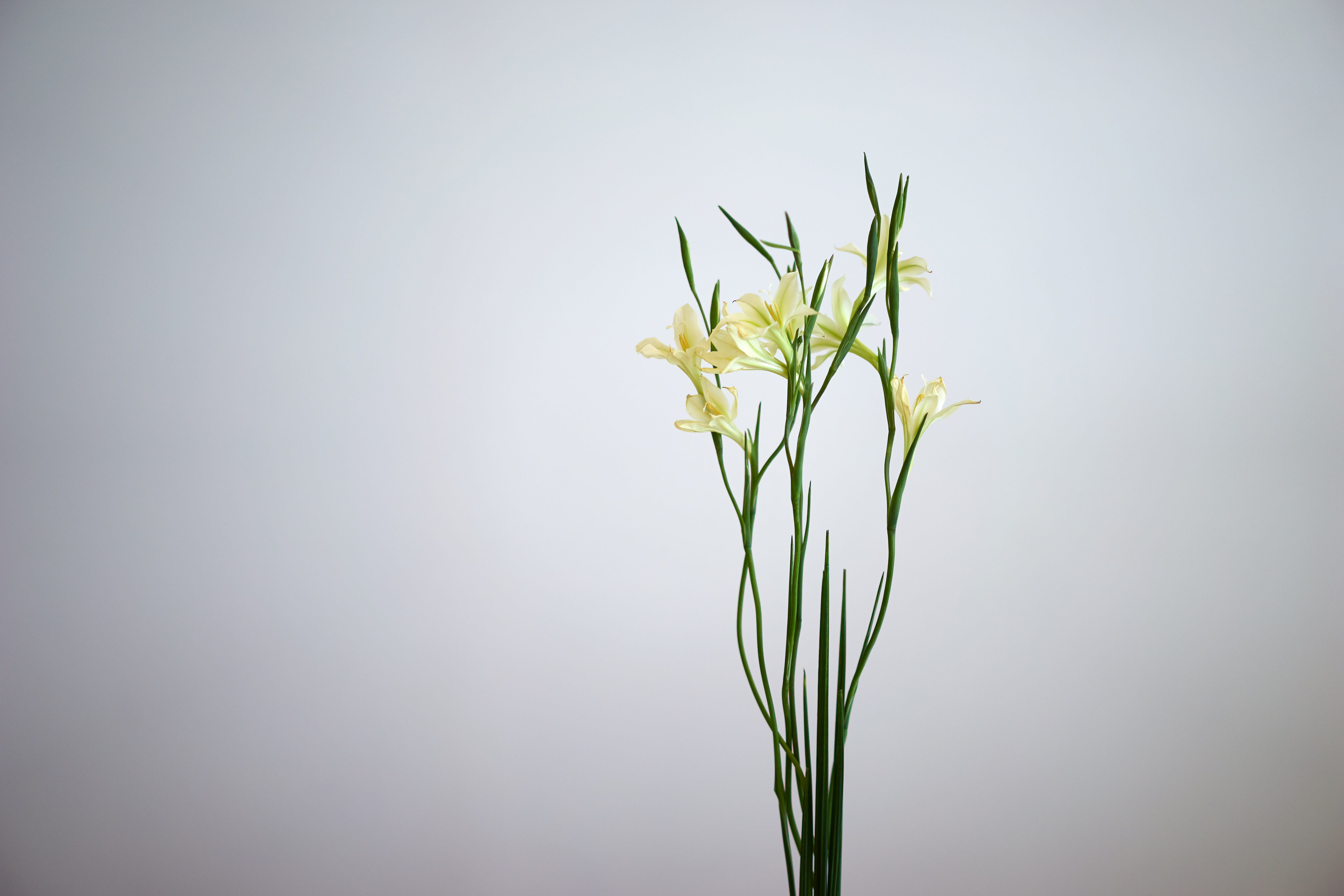 plant stem, plant, growth, white, indoors, flowering plant, no people, green color, 5K, gray, leaf, plant part, fragility, copy space, freshness, minimum, HD Wallpaper