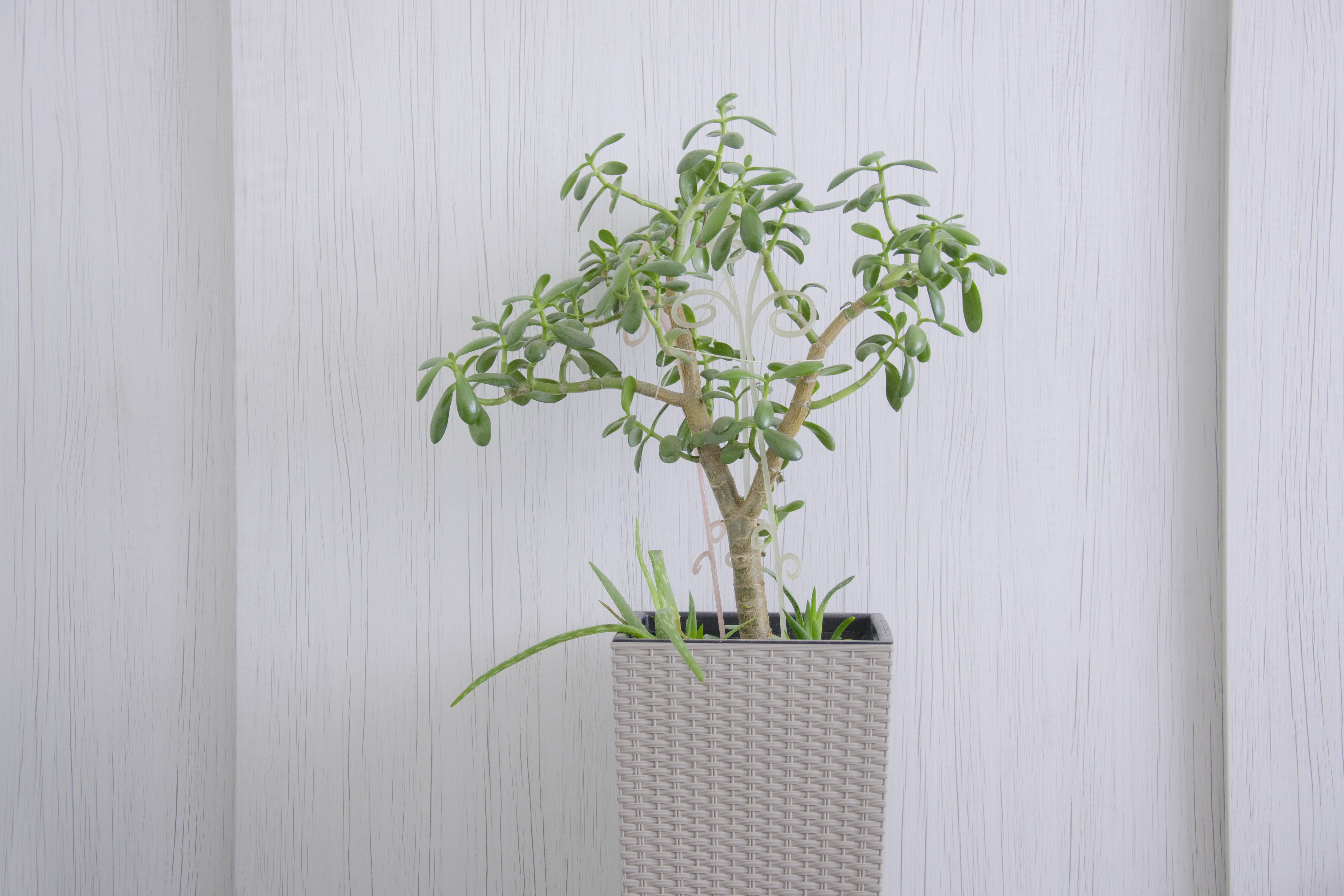 houseplant, wood - material, fragility, plant part, minimum, no people, flower, green color, flower arrangement, beauty in nature, freshness, indoors, plant stem, HD Wallpaper