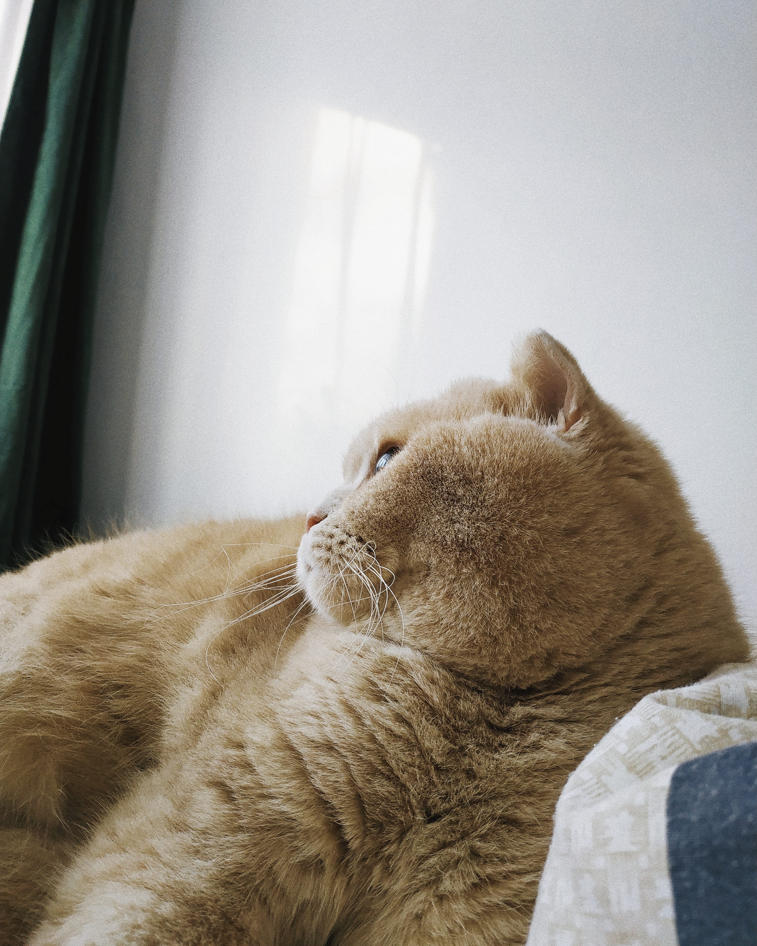 abyssinian, animal, vertebrate, furniture, home interior, sleeping, 2K, whisker, green, manx, close-up, indoors, morning, resting, window, pets, relaxation, Phone HD Wallpaper