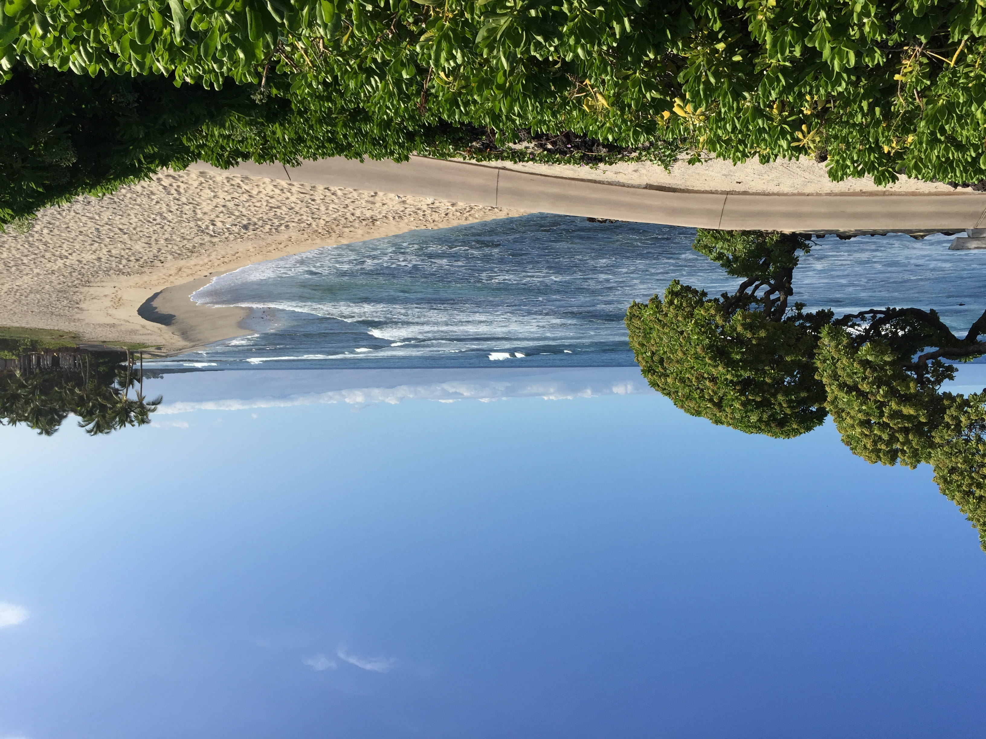 high angle view, animal wildlife, united states, blue, outdoors, tranquil scene, reflection, water, tree, day, growth, tranquility, 2K, nature, hawaii, HD Wallpaper