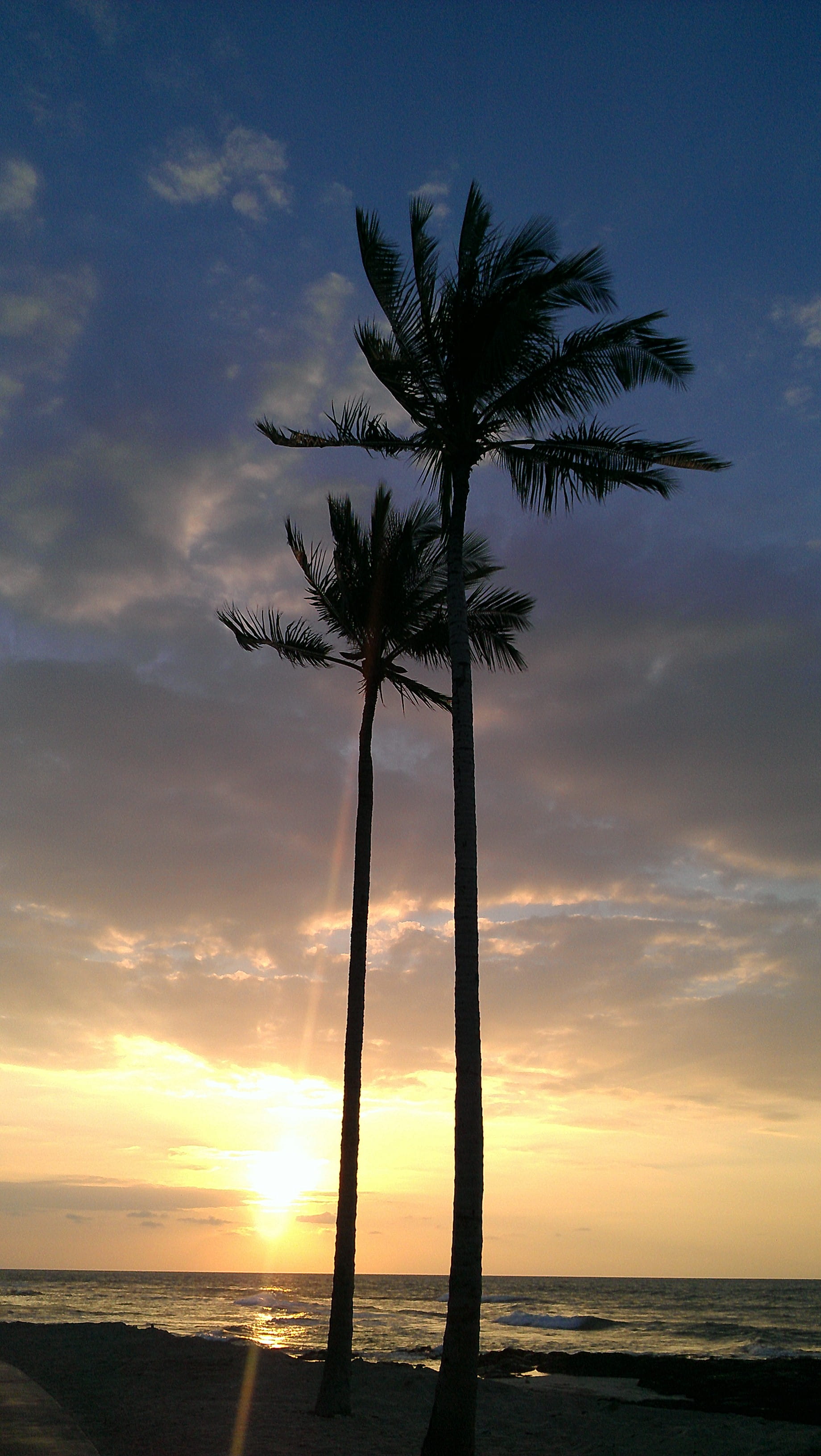 tranquil scene, silhouette, nature, palm tree, sunset, horizon, kailua-kona, tree trunk, land, tropical tree, sea, cloud - sky, scenics - nature, sky, no people, Phone HD Wallpaper