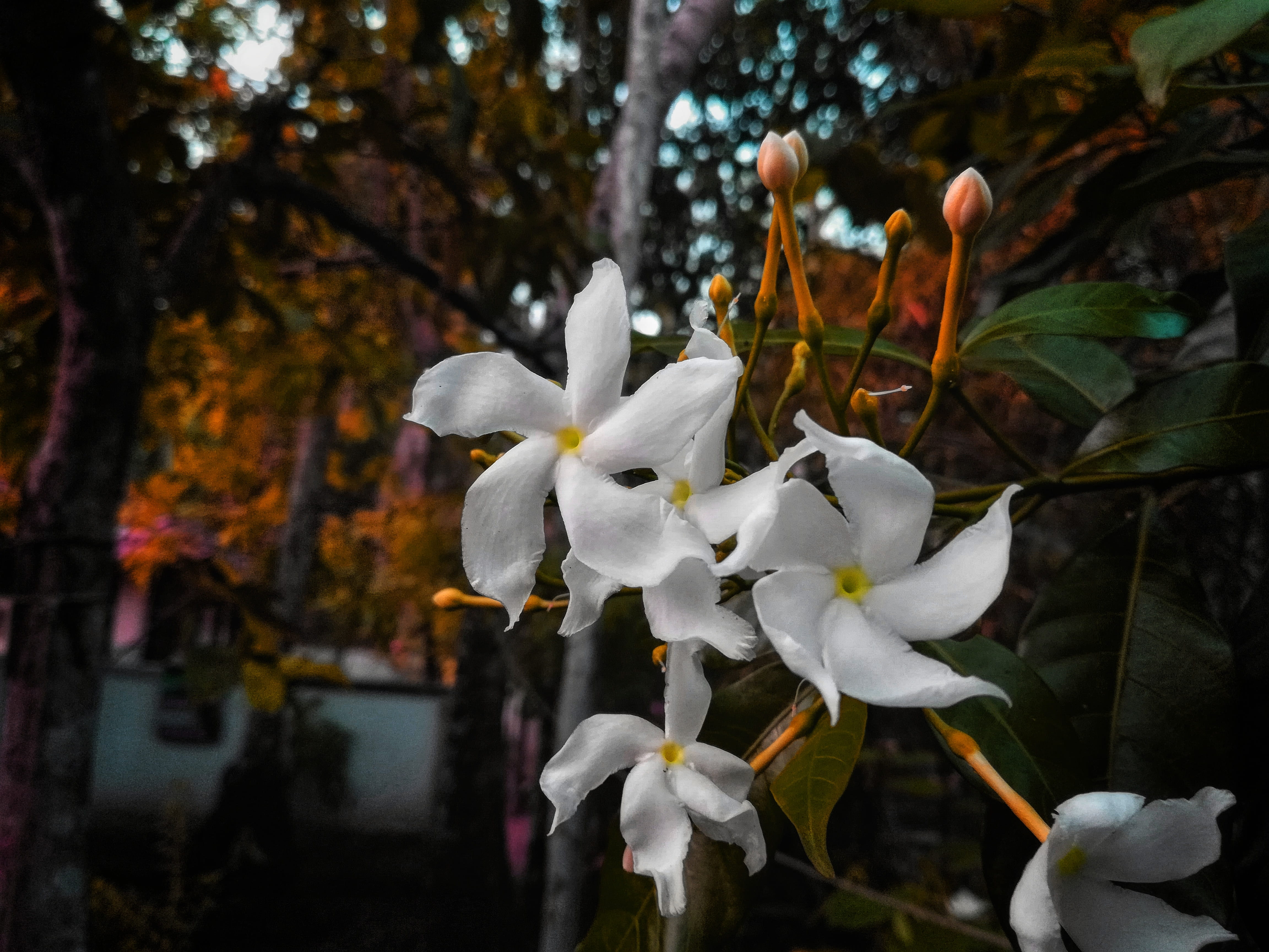 freshness, flower head, thrissur, blossom, outdoors, petal, nh 66, dark, leaf, flower, beautiful, kerala, day, red, no people, tree, acanthaceae, close-up, HD Wallpaper