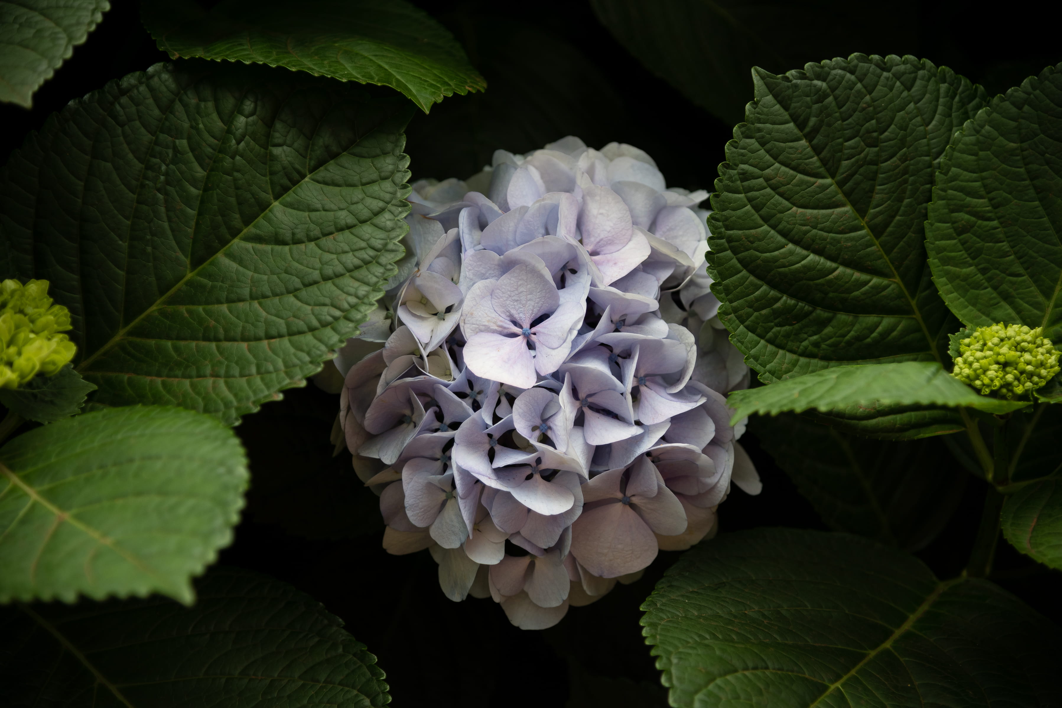 beauty in nature, leaves, rua calhau da areia 9, lagoa, potted plant, blossom, pottery, cluster, fragility, plant, inflorescence, azores, purple, close-up, HD Wallpaper