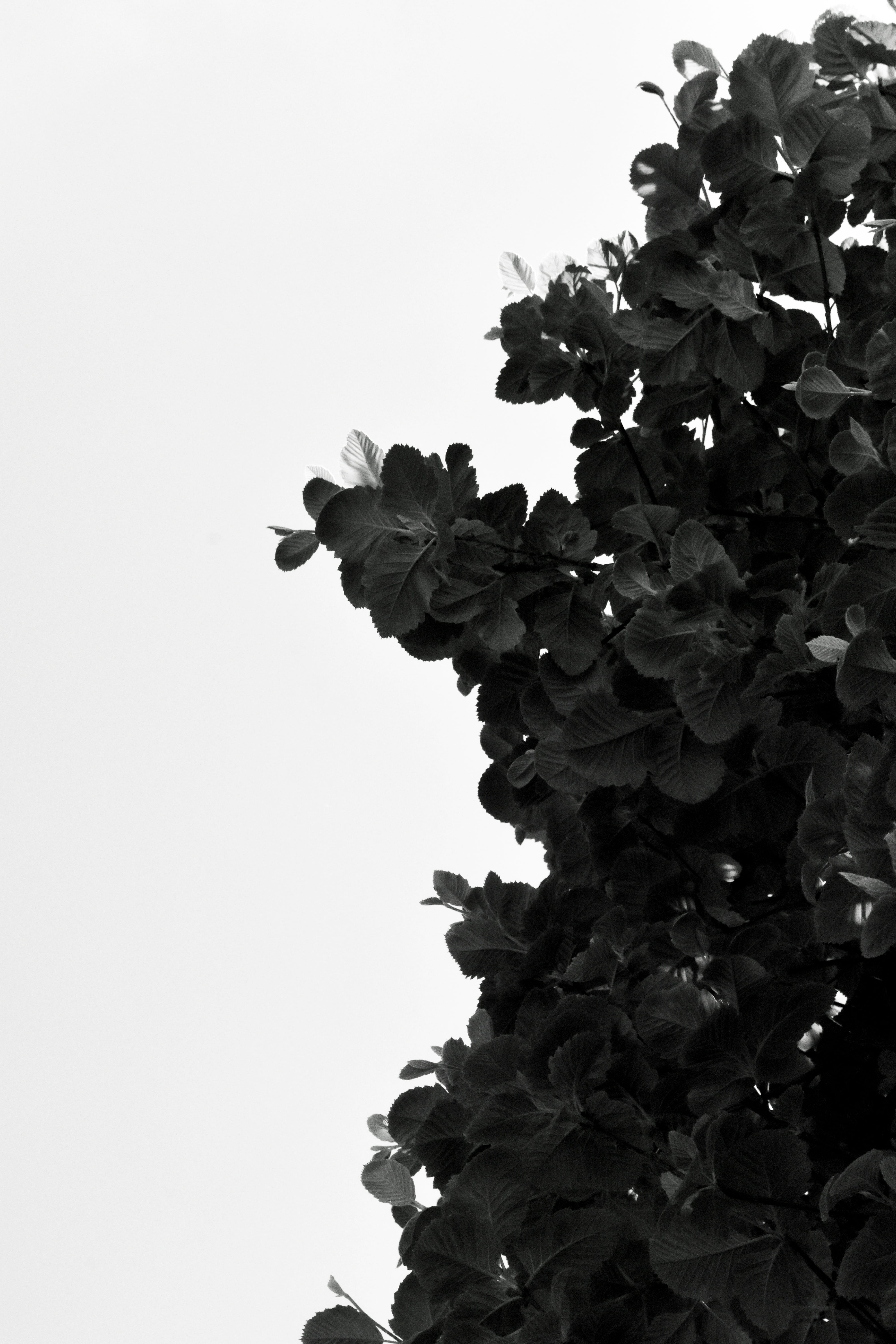 rose, blossom, tree, fragility, freshness, close-up, copy space, bush, growth, veins, plant part, low angle view, leaf, no people, wall, beauty in nature, Phone HD Wallpaper