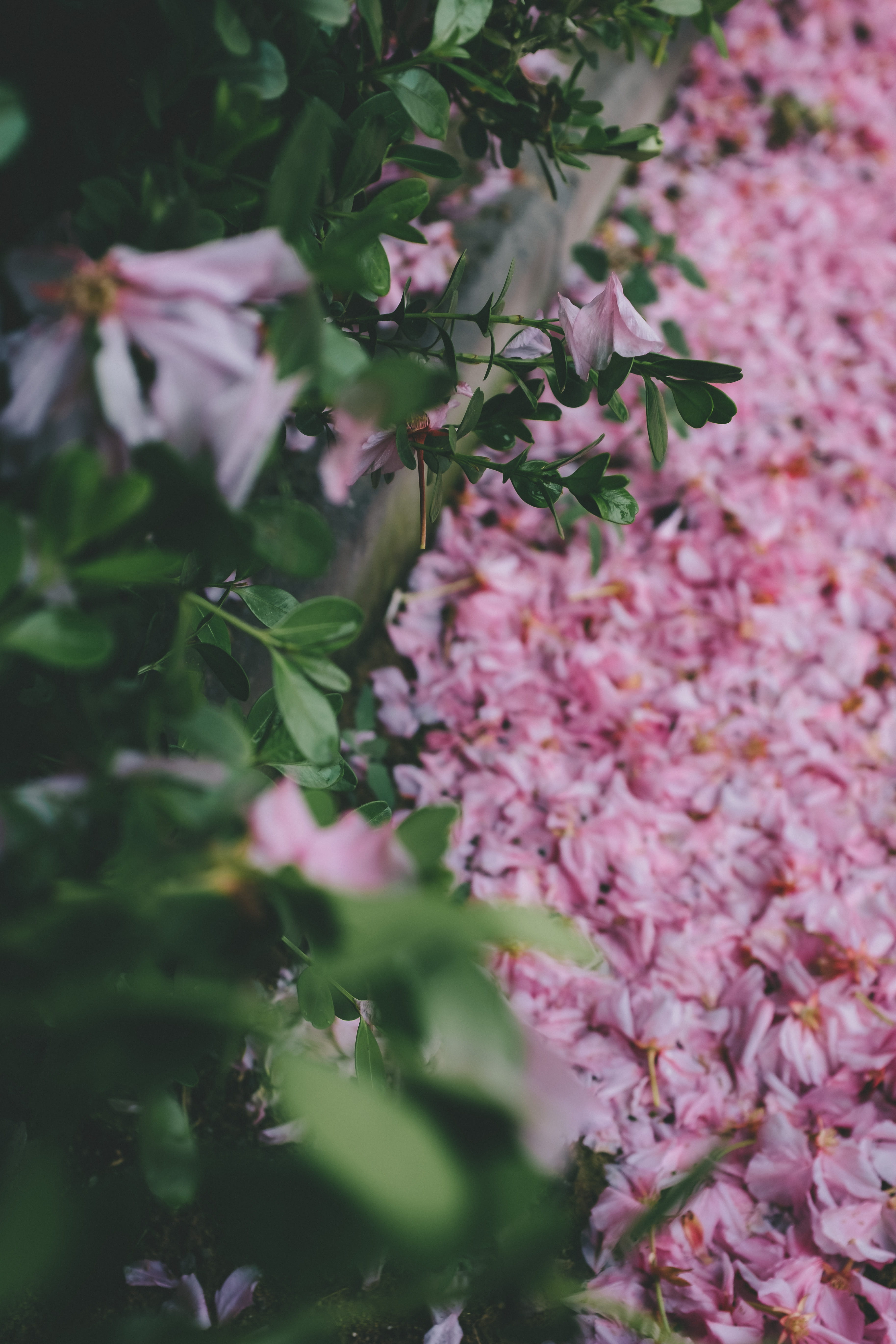 aquilegia, ground, flowering plant, blossom, 5K, garden, plant, pink color, plant part, lilac, brick, art, flowers, leaf, vulnerability, cherry blossom, Phone HD Wallpaper