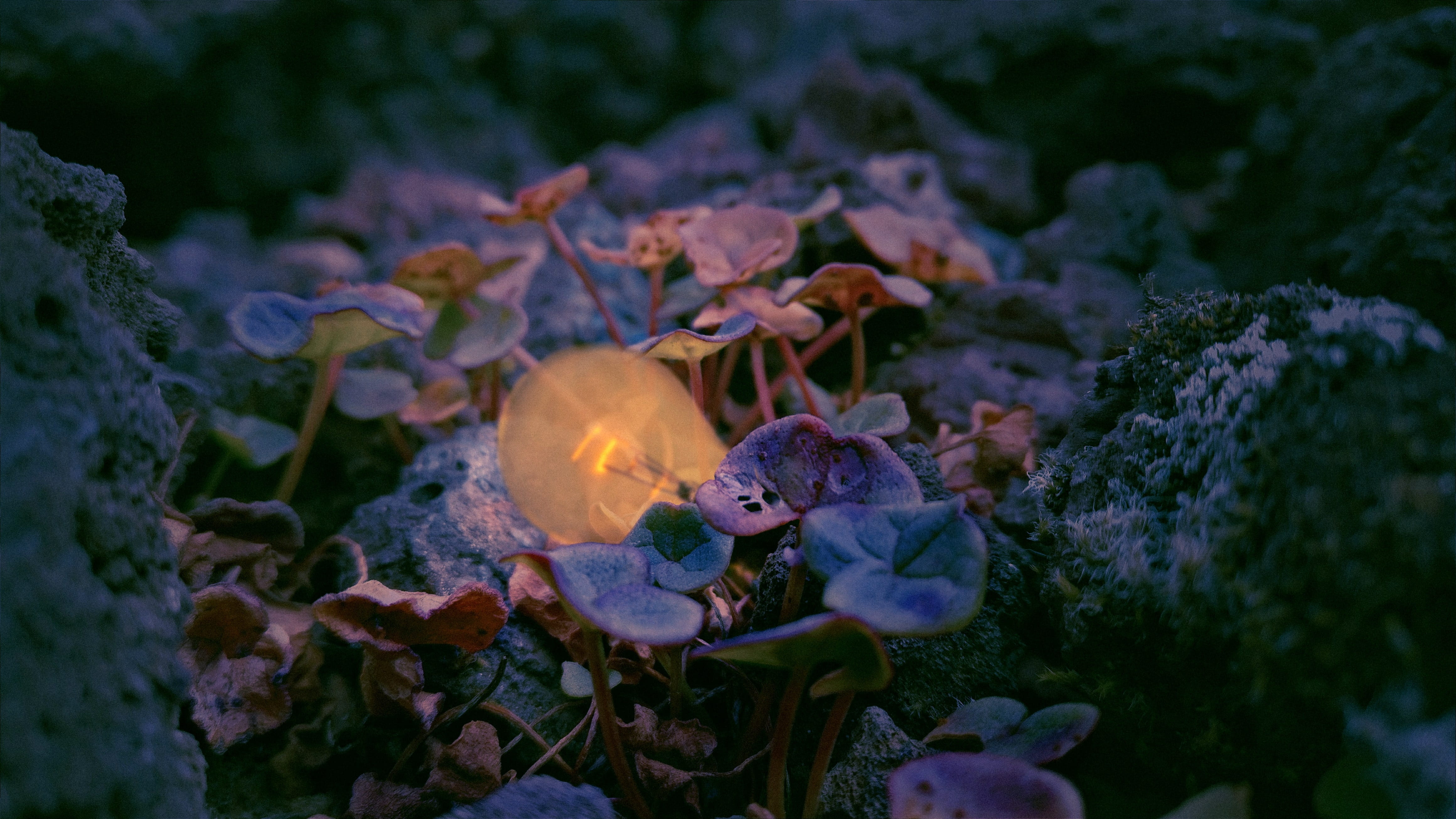 petal, animal, lily, fish, mushroom, growth, lightbulb, blossom, fungus, plants, ground, animal wildlife, geranium, animal themes, dusk, vegetation, pond lily, HD Wallpaper