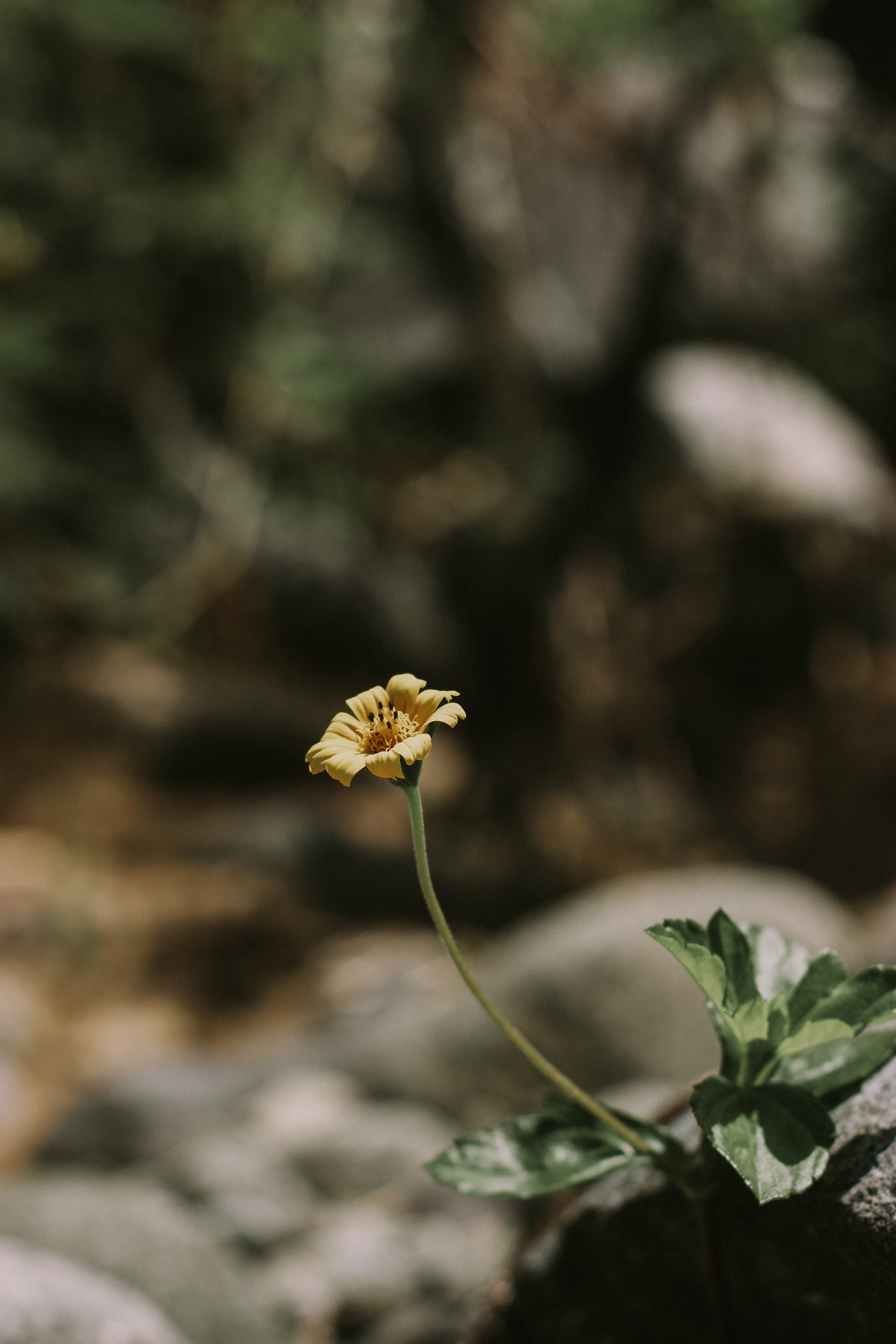 rumi, folkgreen, growth, vegetation, close-up, pottery, flower head, plant part, plant stem, variety, geranium, blossom, 5K, vulnerability, jalaludinrumi, Phone HD Wallpaper