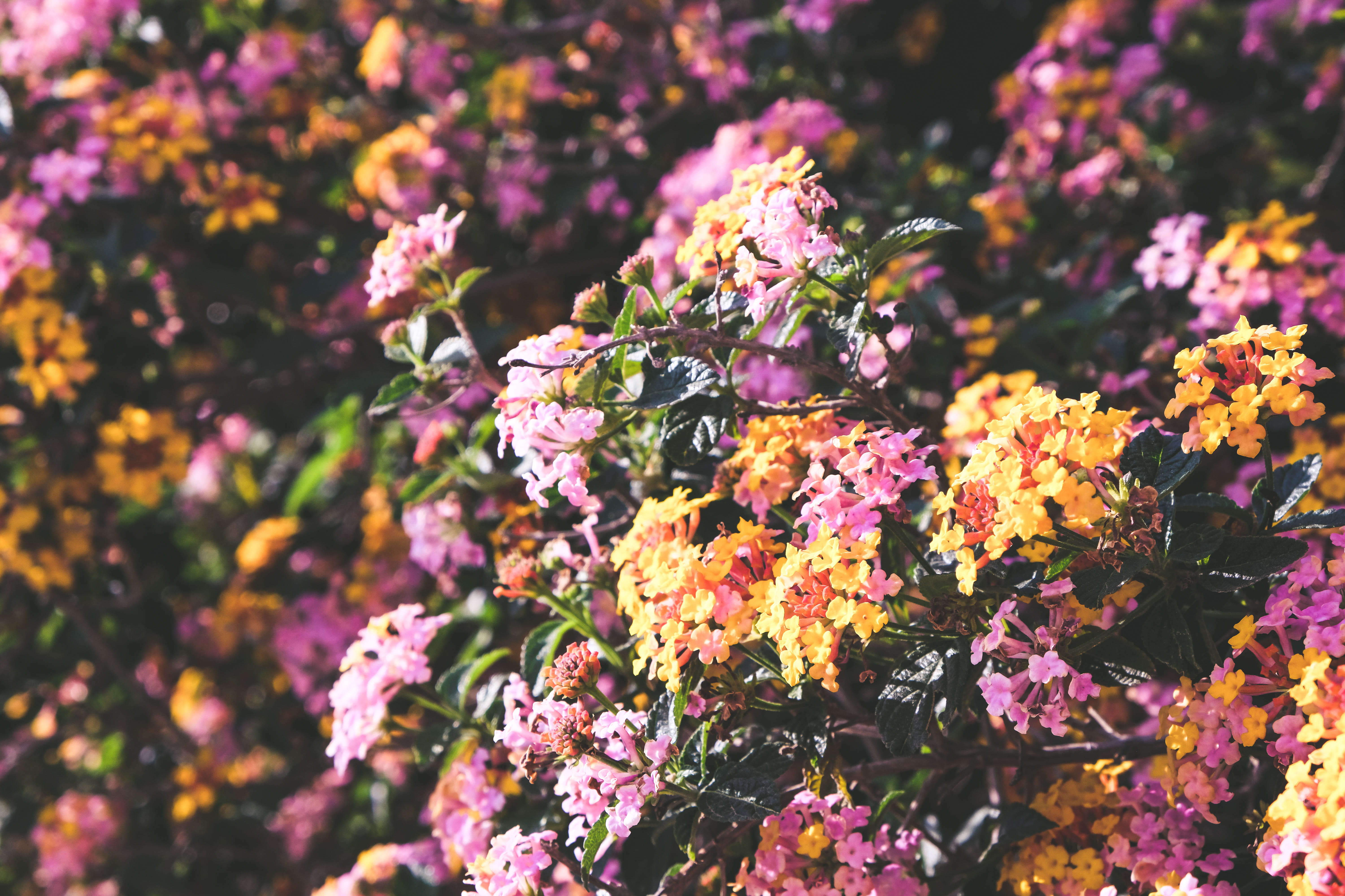 animal wildlife, color, aster, freshness, bunch of flowers, flower head, invertebrate, spain, growth, flower arrangement, fruit, plant, acanthaceae, HD Wallpaper