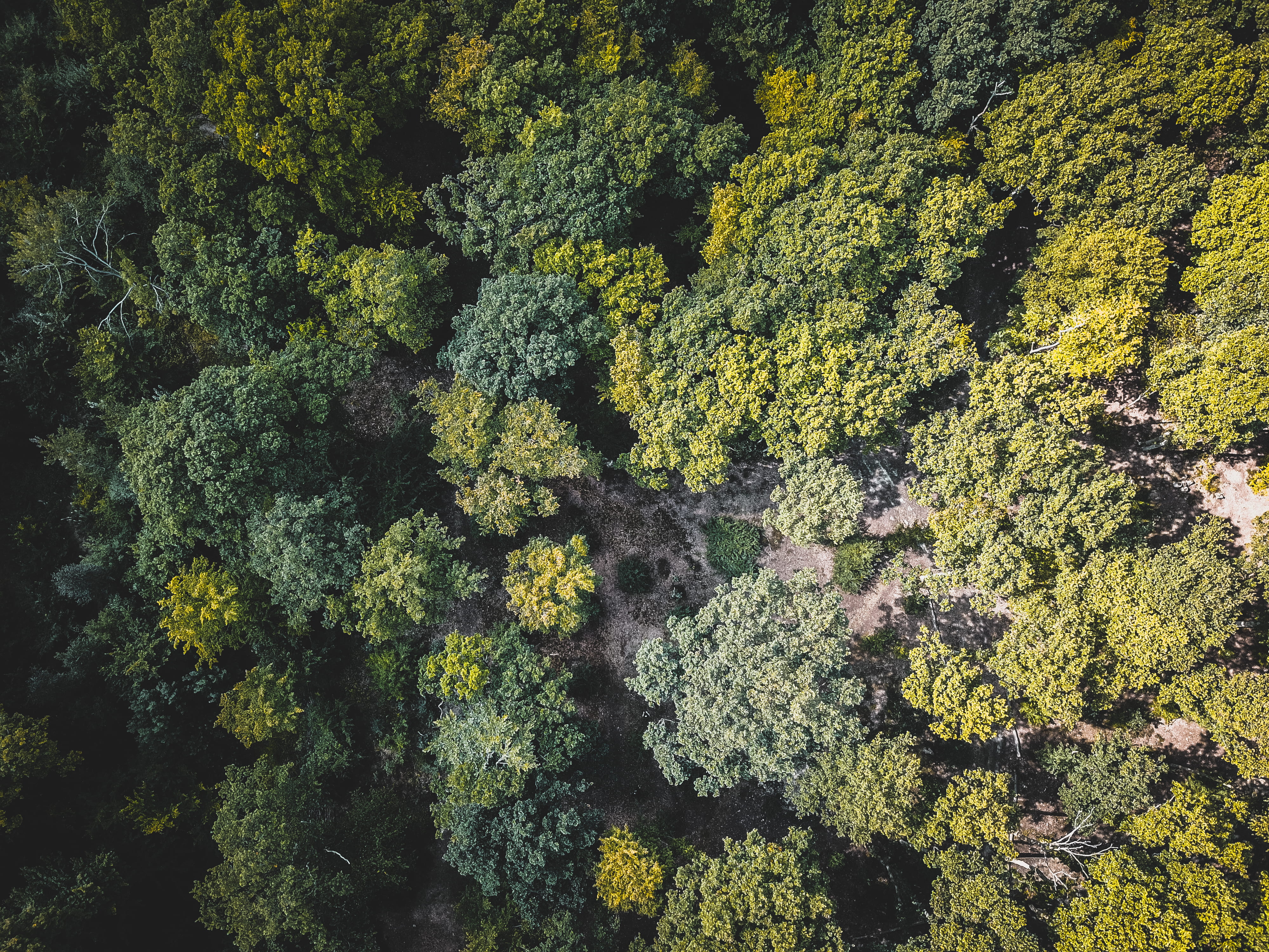 dark, lichen, aerial, bird, sunlight, backgrounds, wood, freshness, high angle view, day, nature, tranquil scene, land, forest, green, tone, eye, beauty in nature, HD Wallpaper