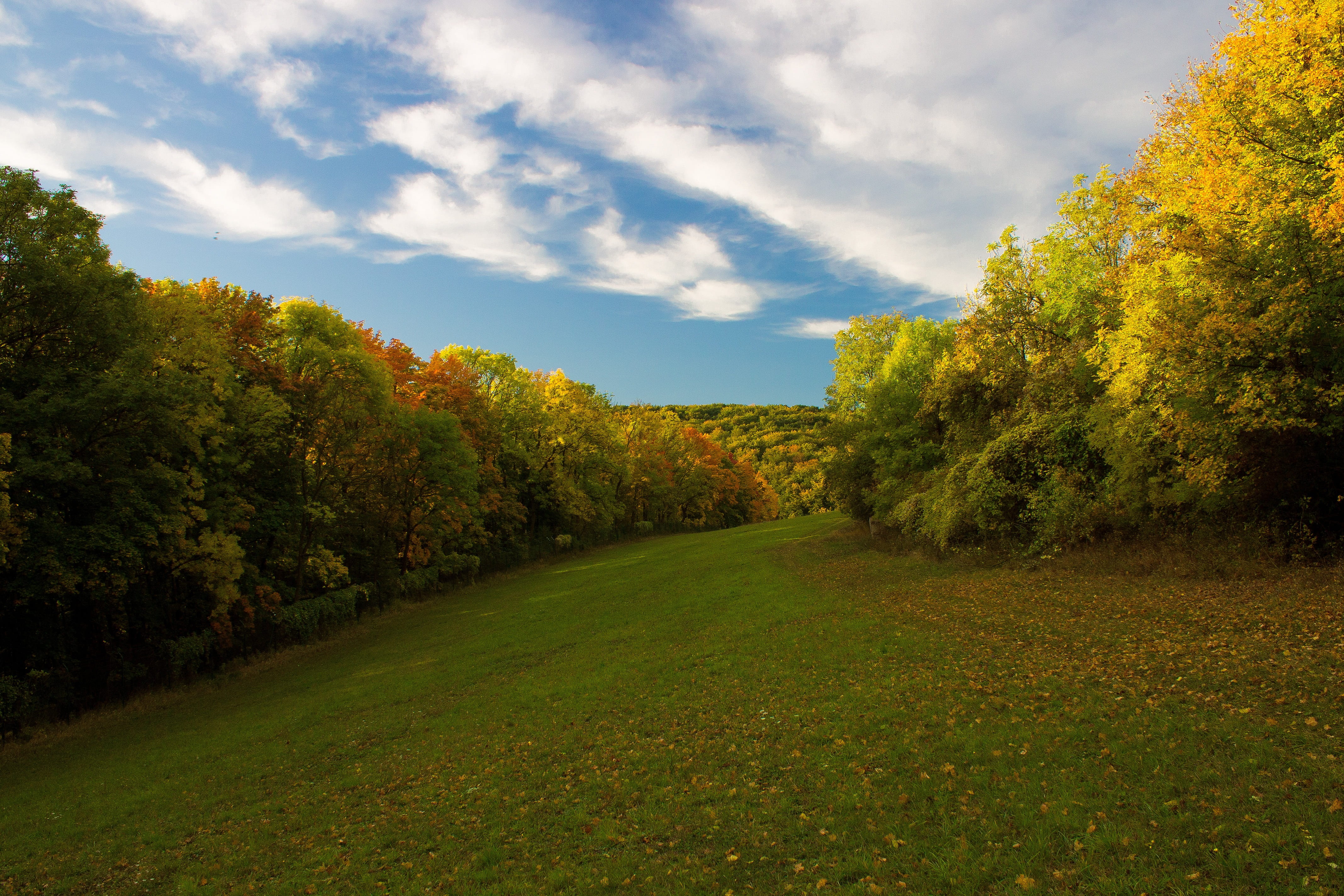 grass, 4K, field, growth, change, autumn colours, deciduous forest, non-urban scene, outdoors, deciduous trees, fall foliage, tranquil scene, earth tones, HD Wallpaper