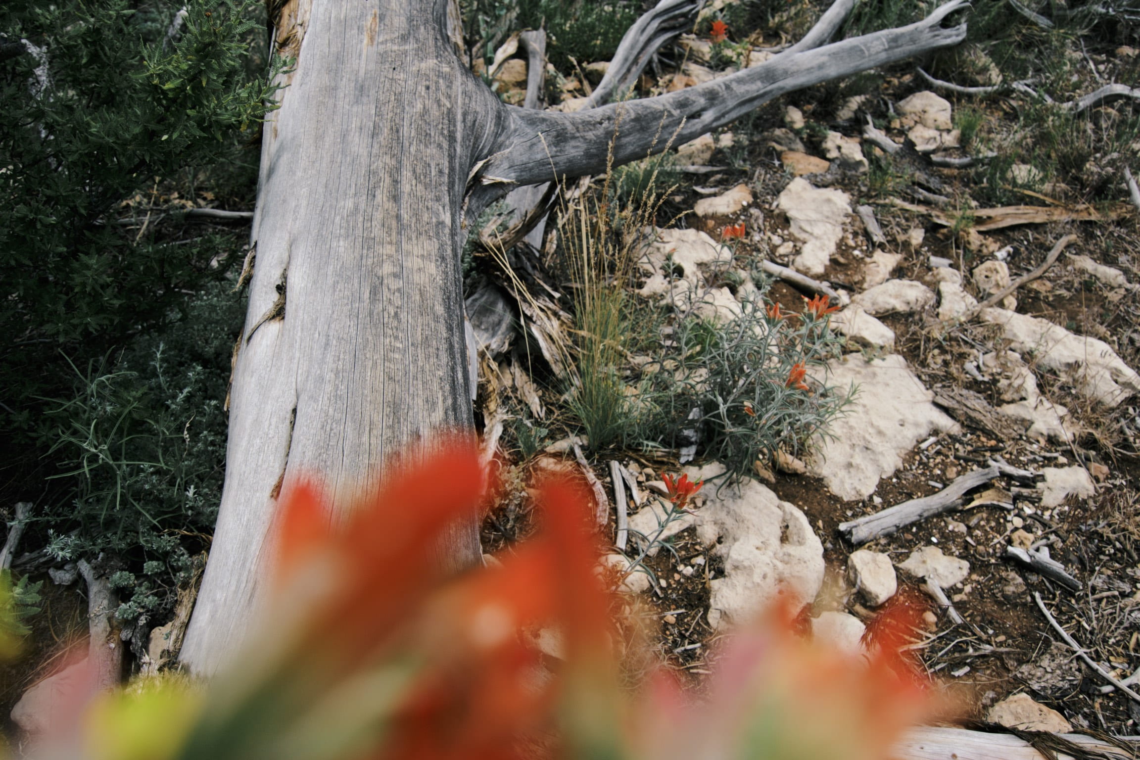 hike, trunk, rocks, high angle view, orange color, selective focus, no people, nature, united states, day, tree trunk, growth, earth, grand canyon national park, HD Wallpaper