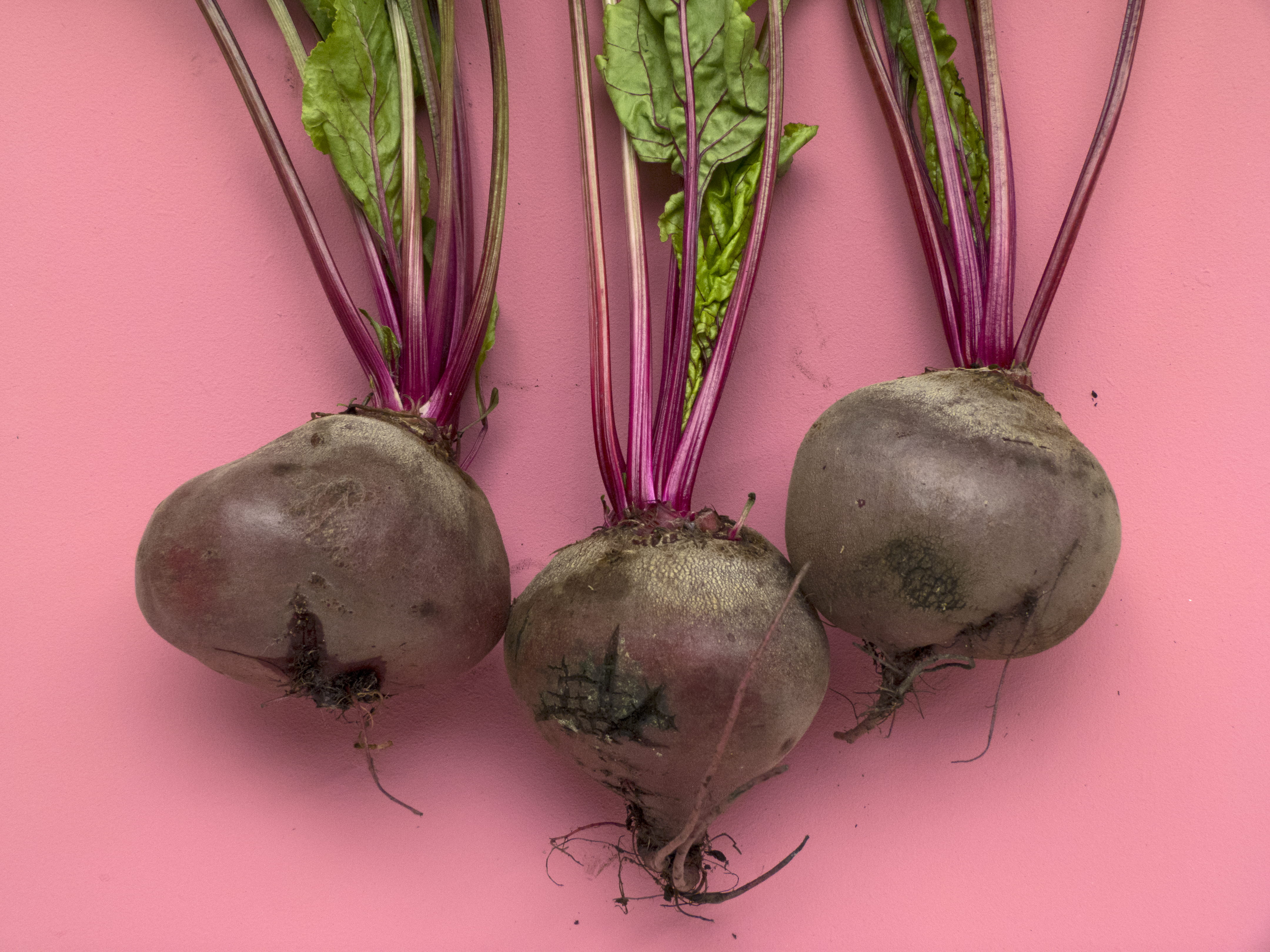 colored background, leaf, colour, beetroot, several, high angle view, raw food, organic, monochromatic, indoors, common beet, onions, purple, food and drink, HD Wallpaper