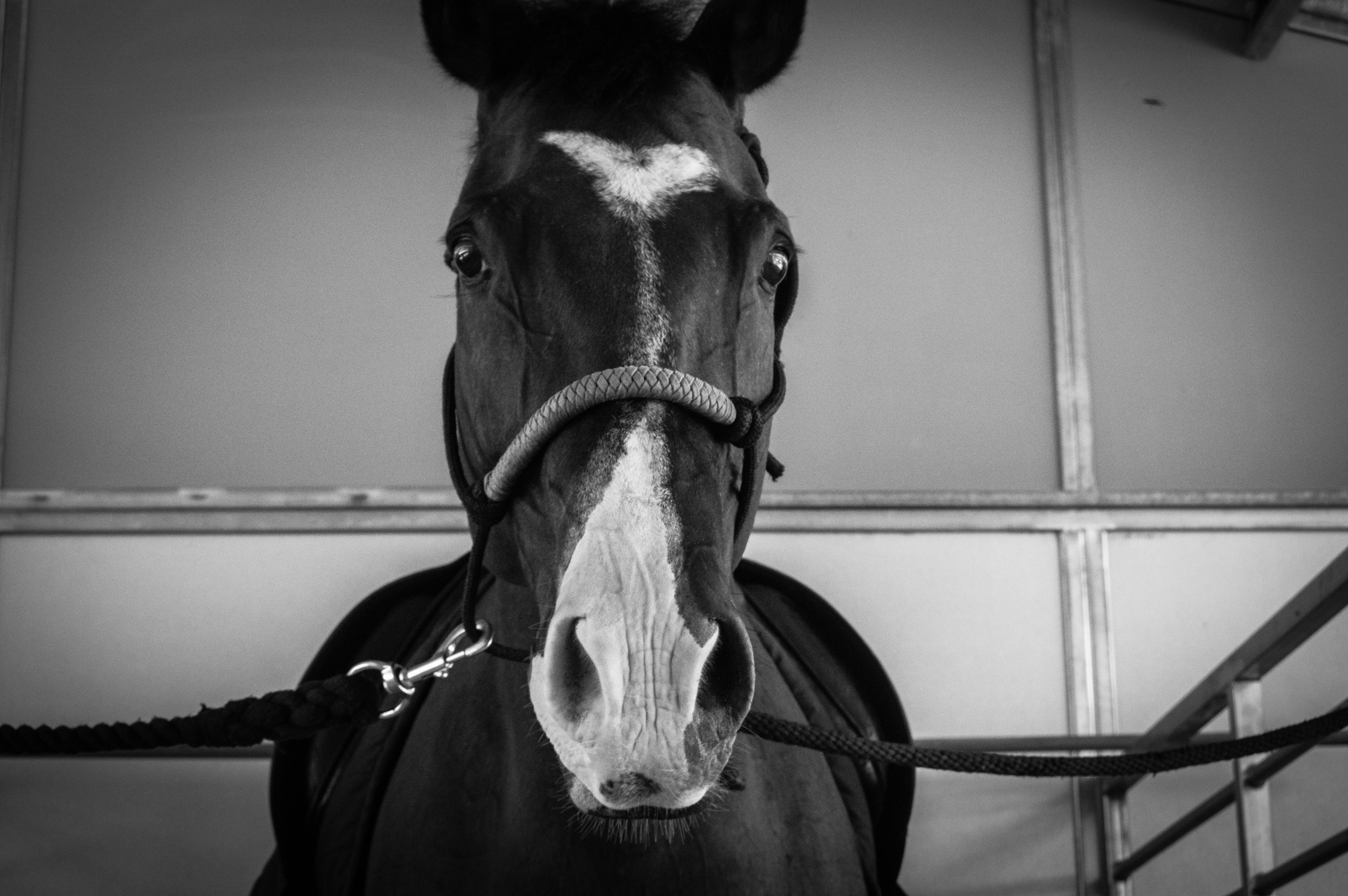 5K, outdoor, stallion, monochromatic, vertebrate, animal wildlife, gallop, black, no people, close-up, working animal, portrait, head, animal head, animal body part, HD Wallpaper