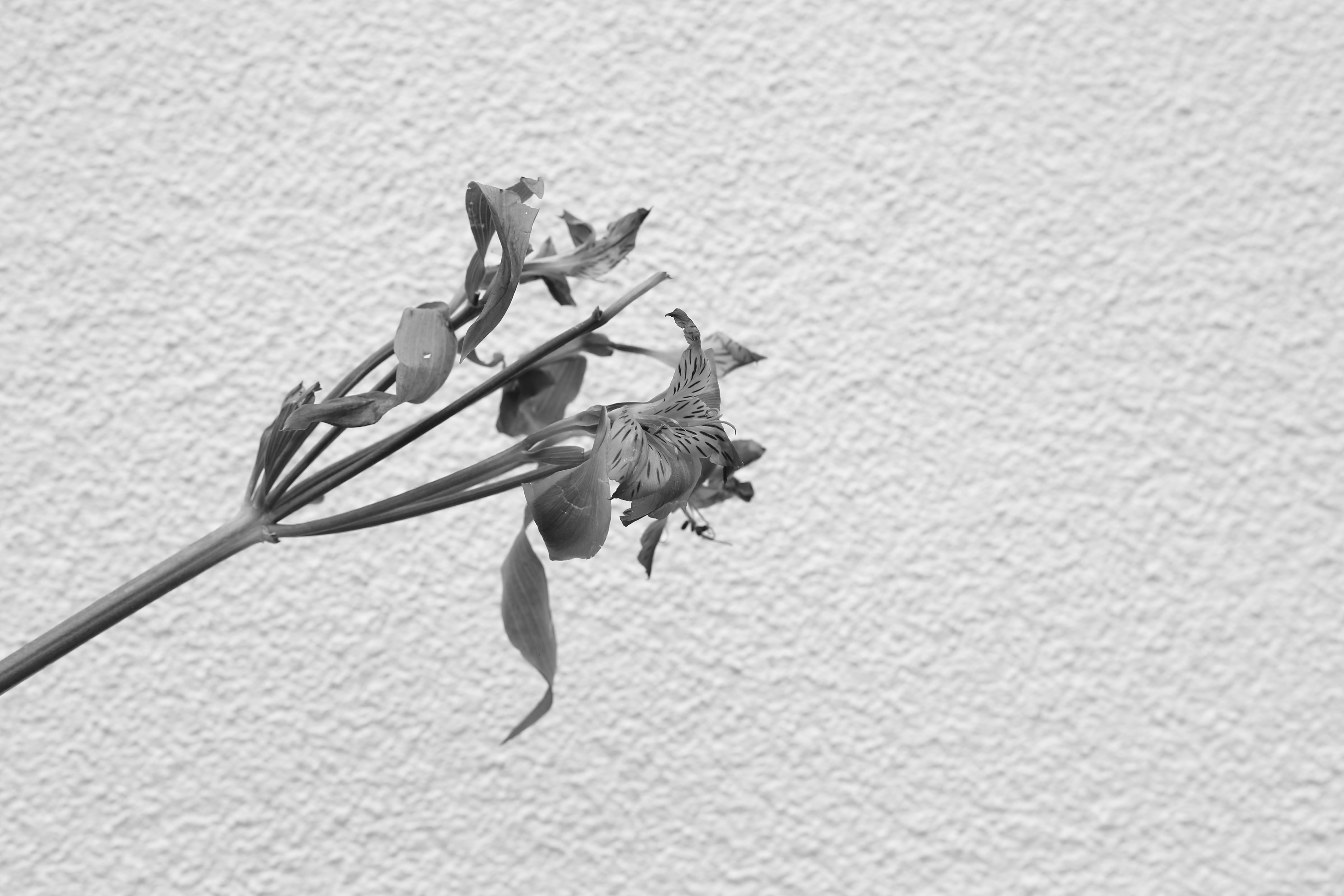 plant, flowering plant, plant part, wilted plant, no people, 5K, simple, outdoors, focus on foreground, petal, day, plant stem, freshness, botany, flower, HD Wallpaper