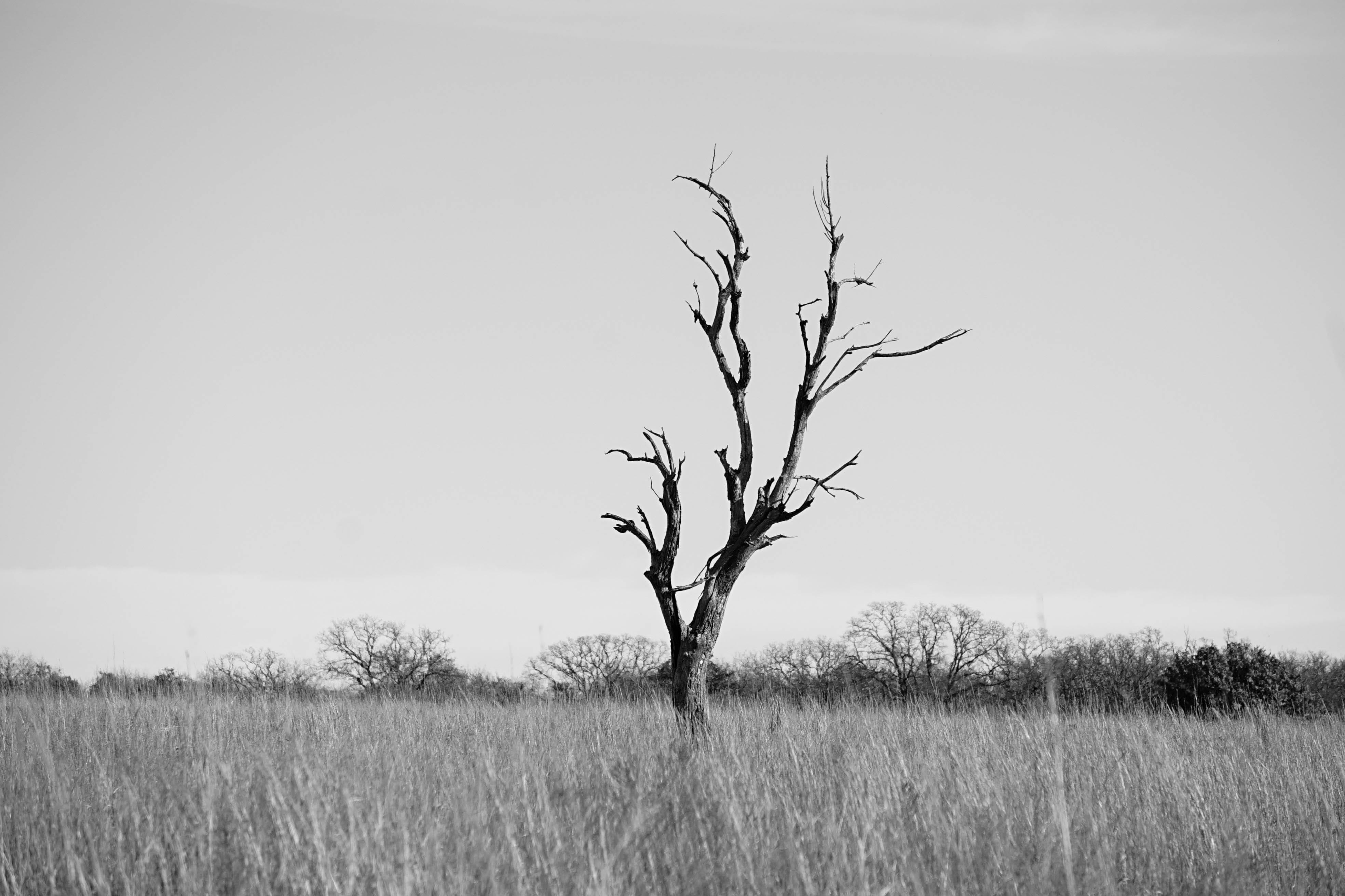 sky, tree, bare tree, united states, no people, non-urban scene, beauty in nature, 4K, nature, tranquility, alone, clear sky, tranquil scene, field, environment, HD Wallpaper