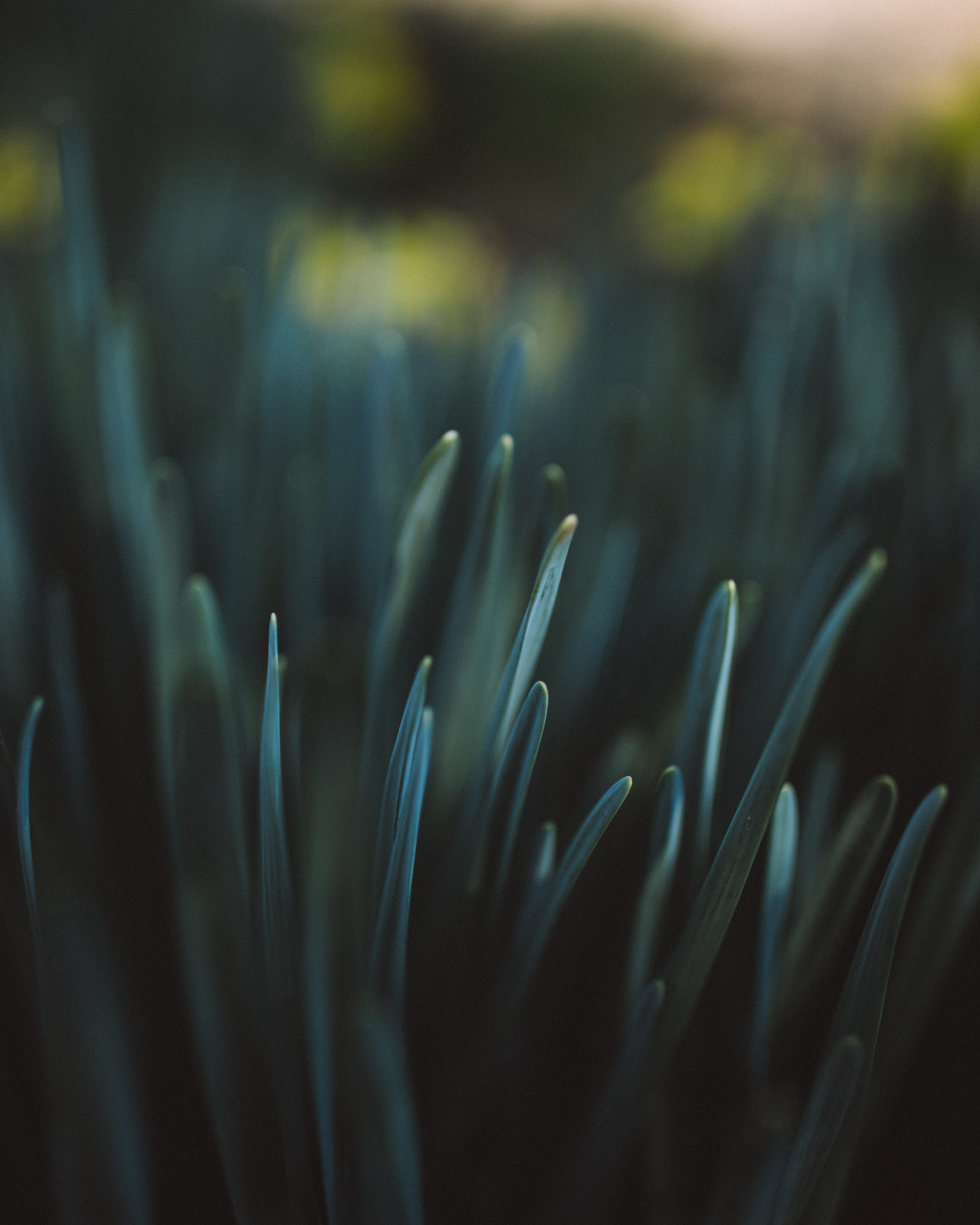 leaf, extreme close-up, outdoors, shallow depth of field, close-up, vulnerability, backgrounds, shadow, selective focus, beauty in nature, no people, plant, Phone HD Wallpaper