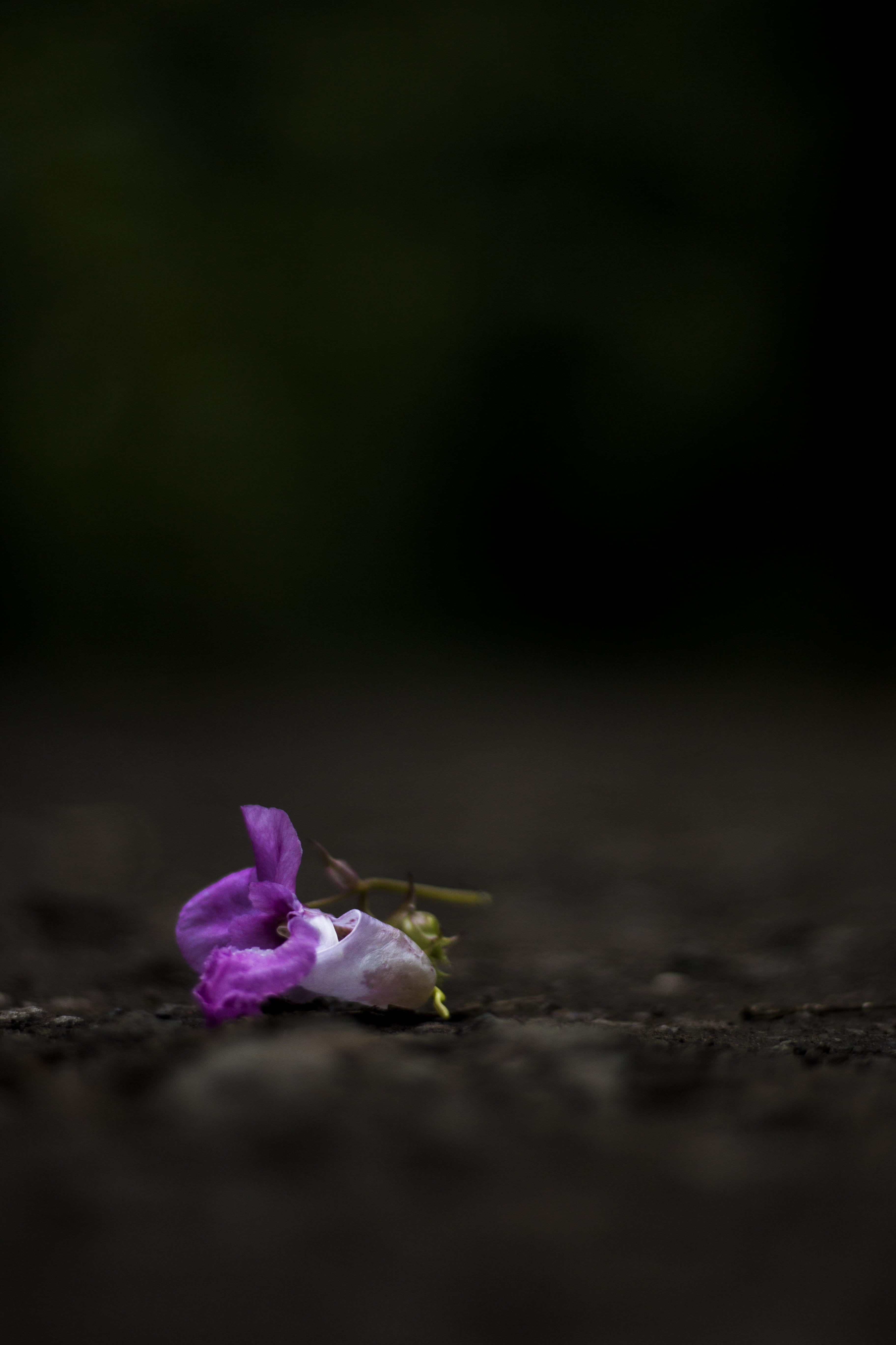 nature, plant, no people, flower, growth, surface level, light, 5K, inflorescence, pink color, sad, life, selective focus, fragility, petal, united kingdom, Phone HD Wallpaper