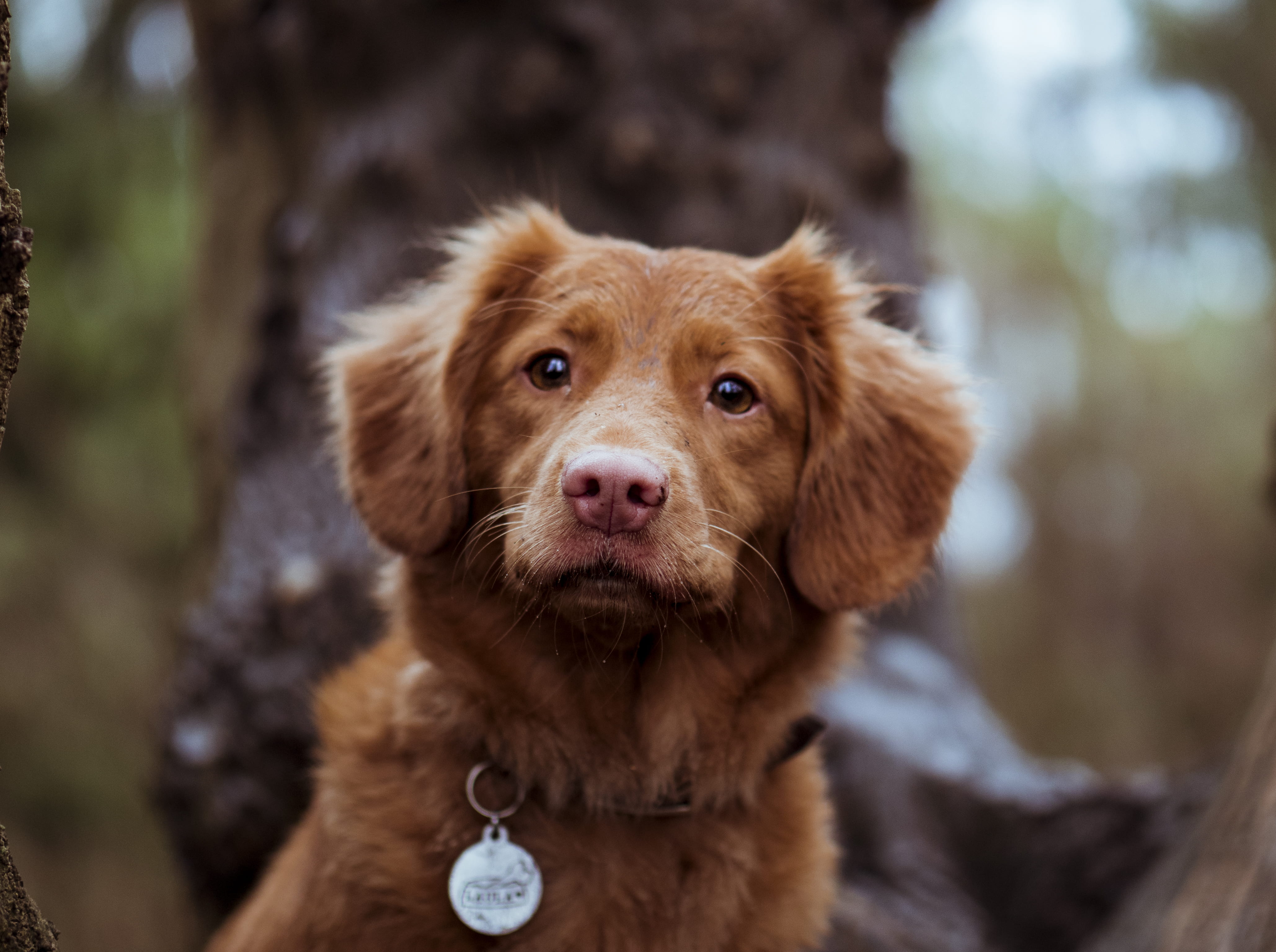 canine, day, looking at camera, purebred dog, 4K, focus on foreground, tolling, tilt, pet, front view, mammal, shift, collar, depth, close-up, one animal, HD Wallpaper