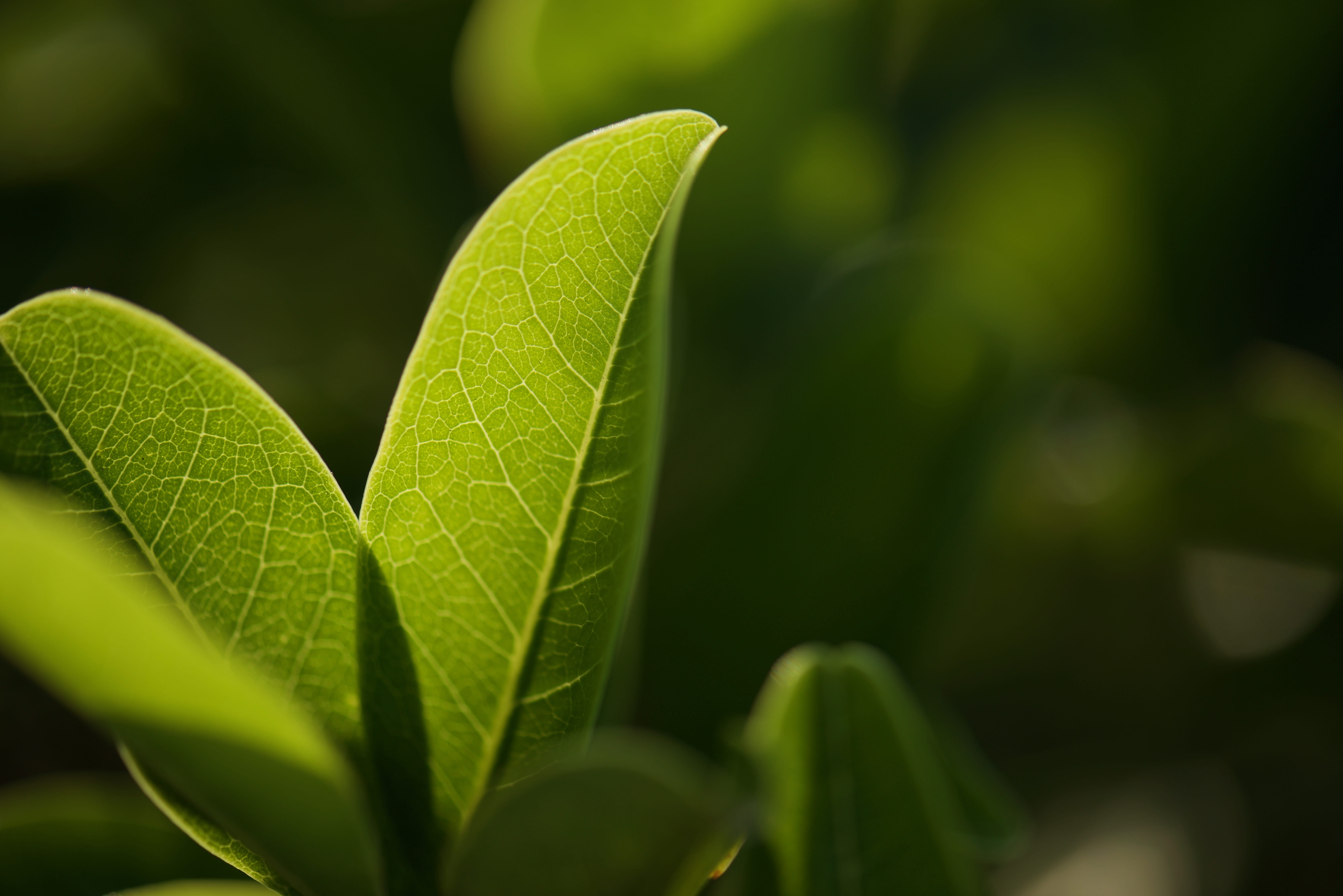 plant, leaves, plant part, leaf vein, 5K, green color, growth, tranquility, no people, focus on foreground, selective focus, beauty in nature, fragility, HD Wallpaper