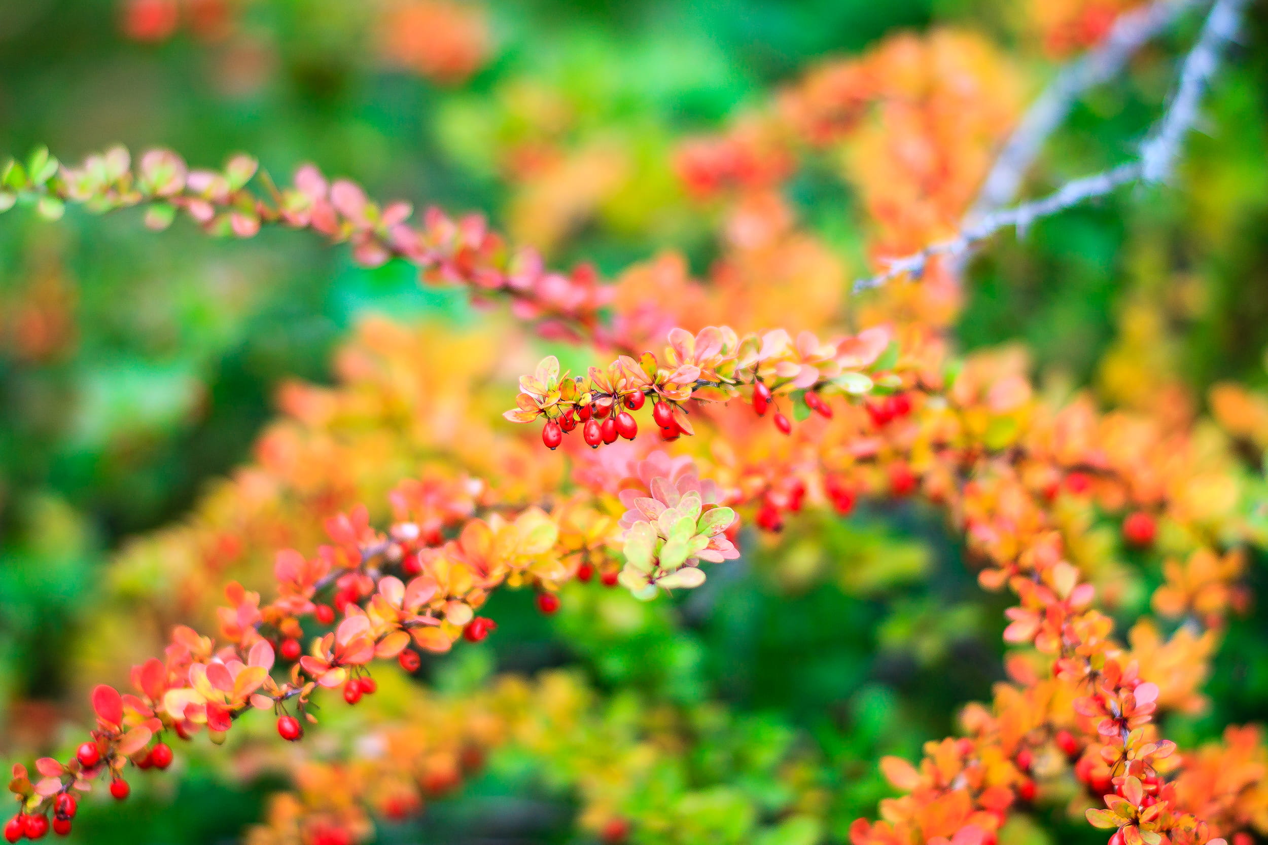 day, nature, selective focus, 1080P, green, bokeh, focus on foreground, red, pigoffphotography, plant part, orange, sweden, vulnerability, plant, leaf, HD Wallpaper
