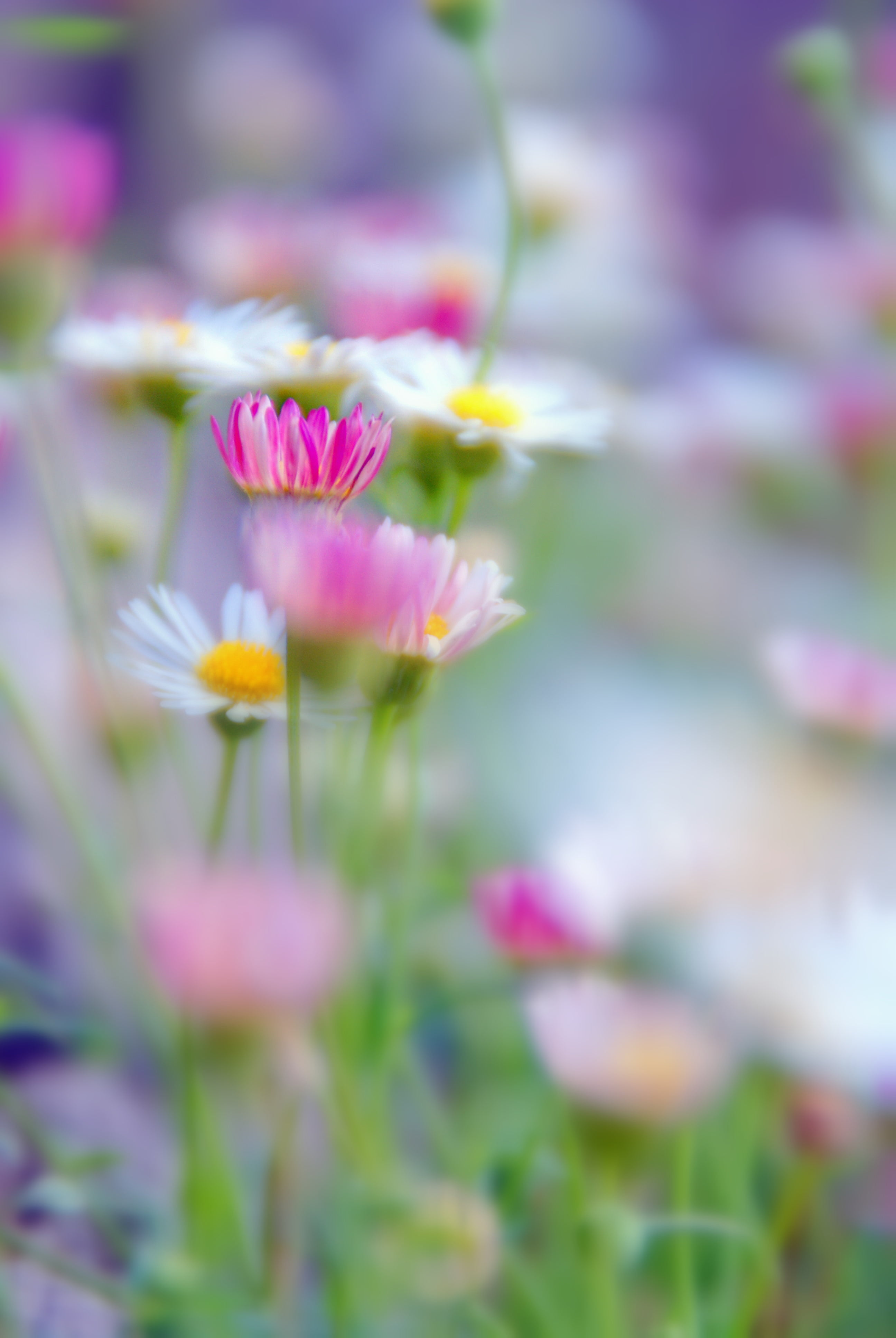 shallow, photo, rose  pink, summer, flou, depth of field, fleurs, beauty In Nature, nature, outdoors, pink, white, flower Head, colors, 4K, petal, plant, Phone HD Wallpaper