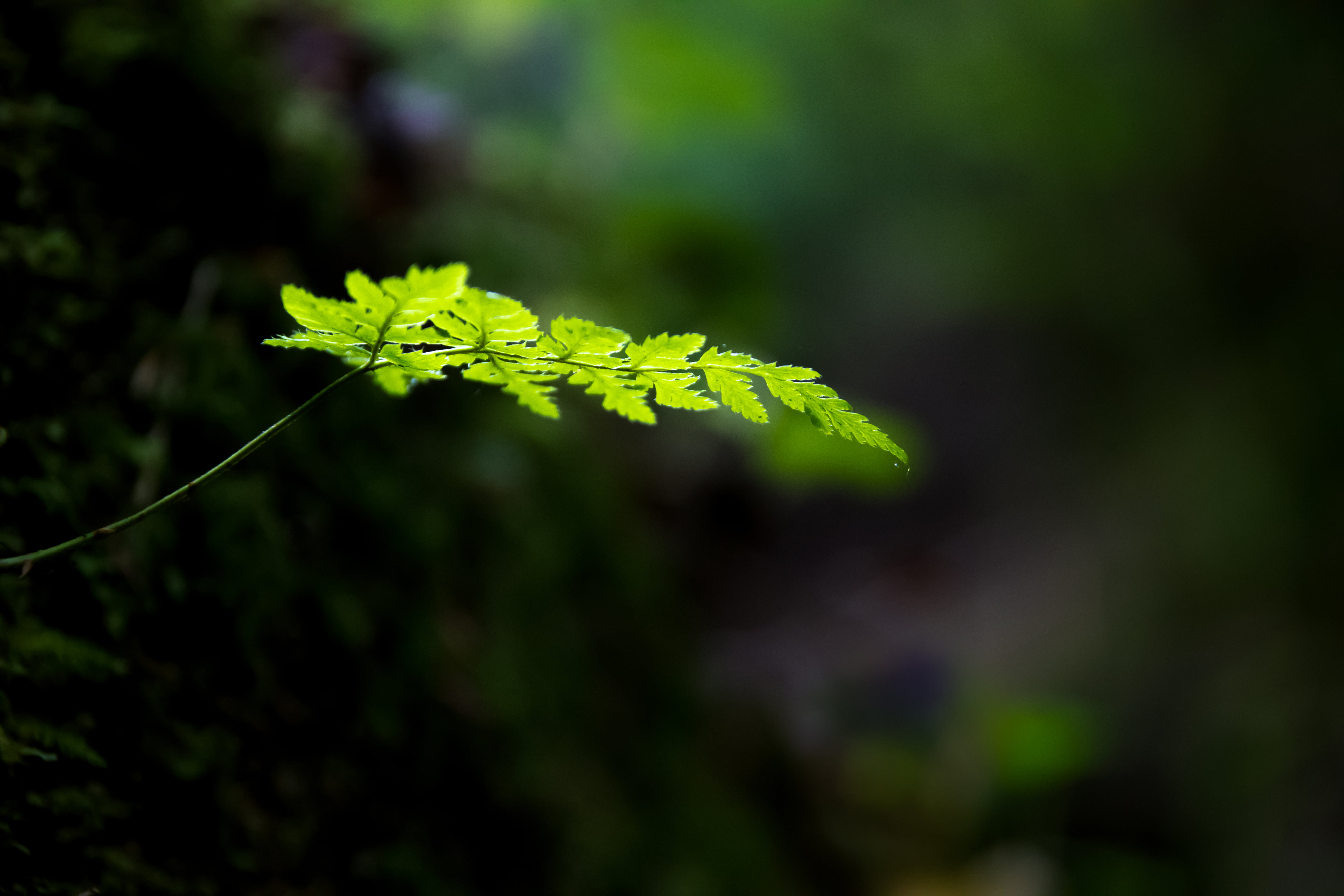 plant, pinnate, EARTH, Fern, depth of field, SAVE, green, leaf, even, field, 5K, photo, shallow, depth, HD Wallpaper