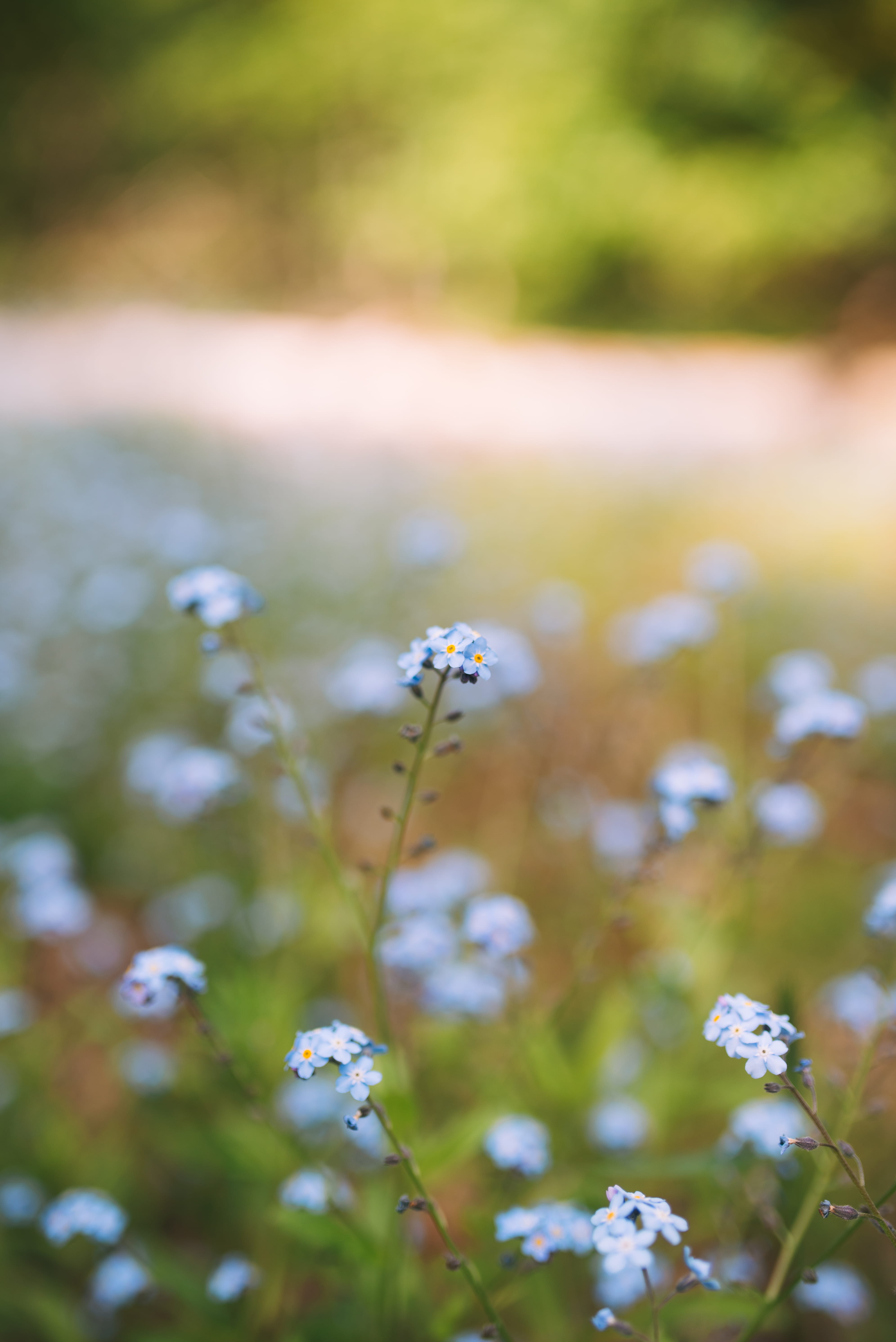 35mm, growth, depth, bloom, land, outdoors, blue flower, forest, vulnerability, green, no people, nature, shallow, 5K, depth of field, plant, white, photography, Phone HD Wallpaper