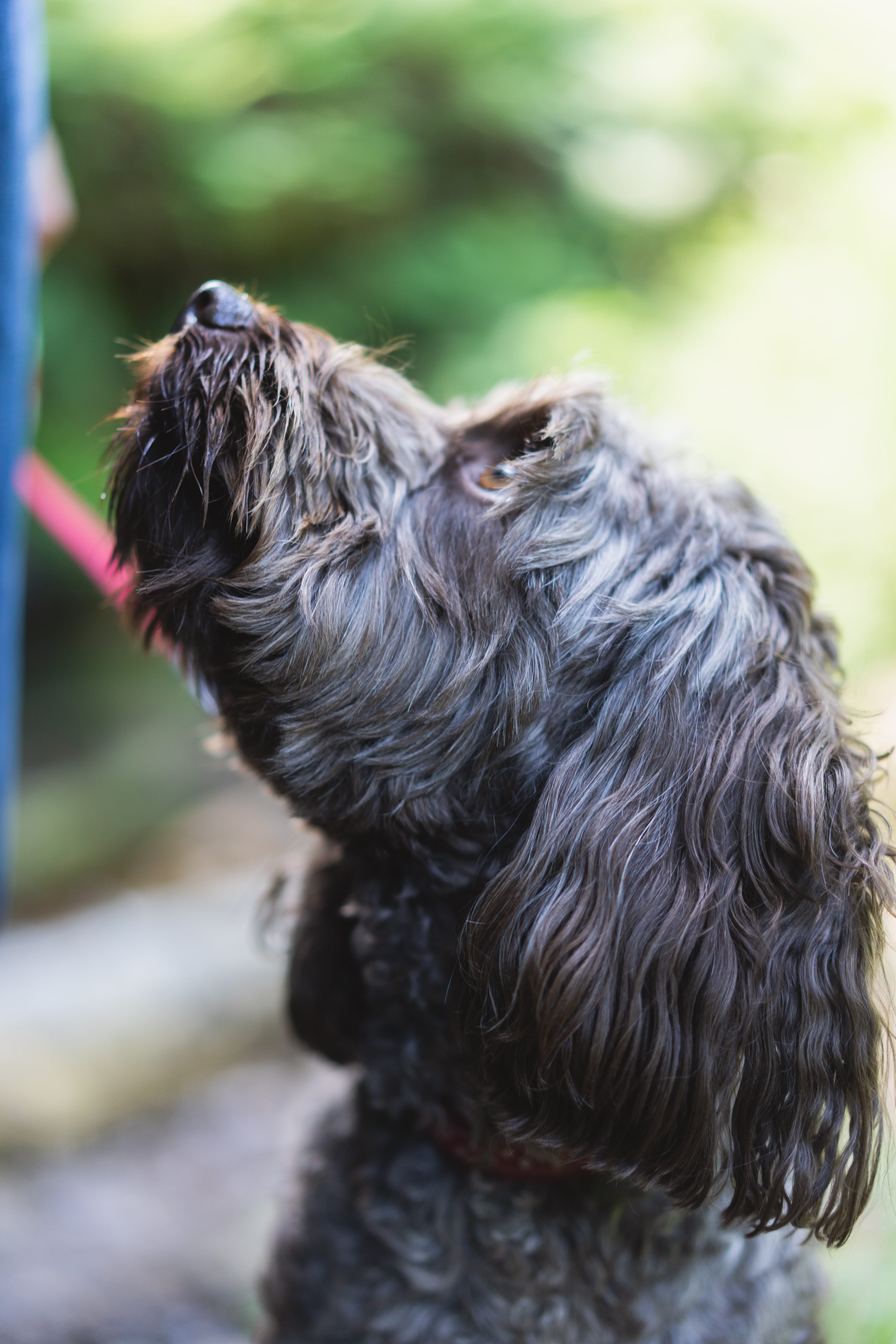 puppy, summer, purebred Dog, light, canine, looking, candid, poodle, mammal, fur, 5K, friendship, small, sitting, scottish, closed, blur, photography, Phone HD Wallpaper