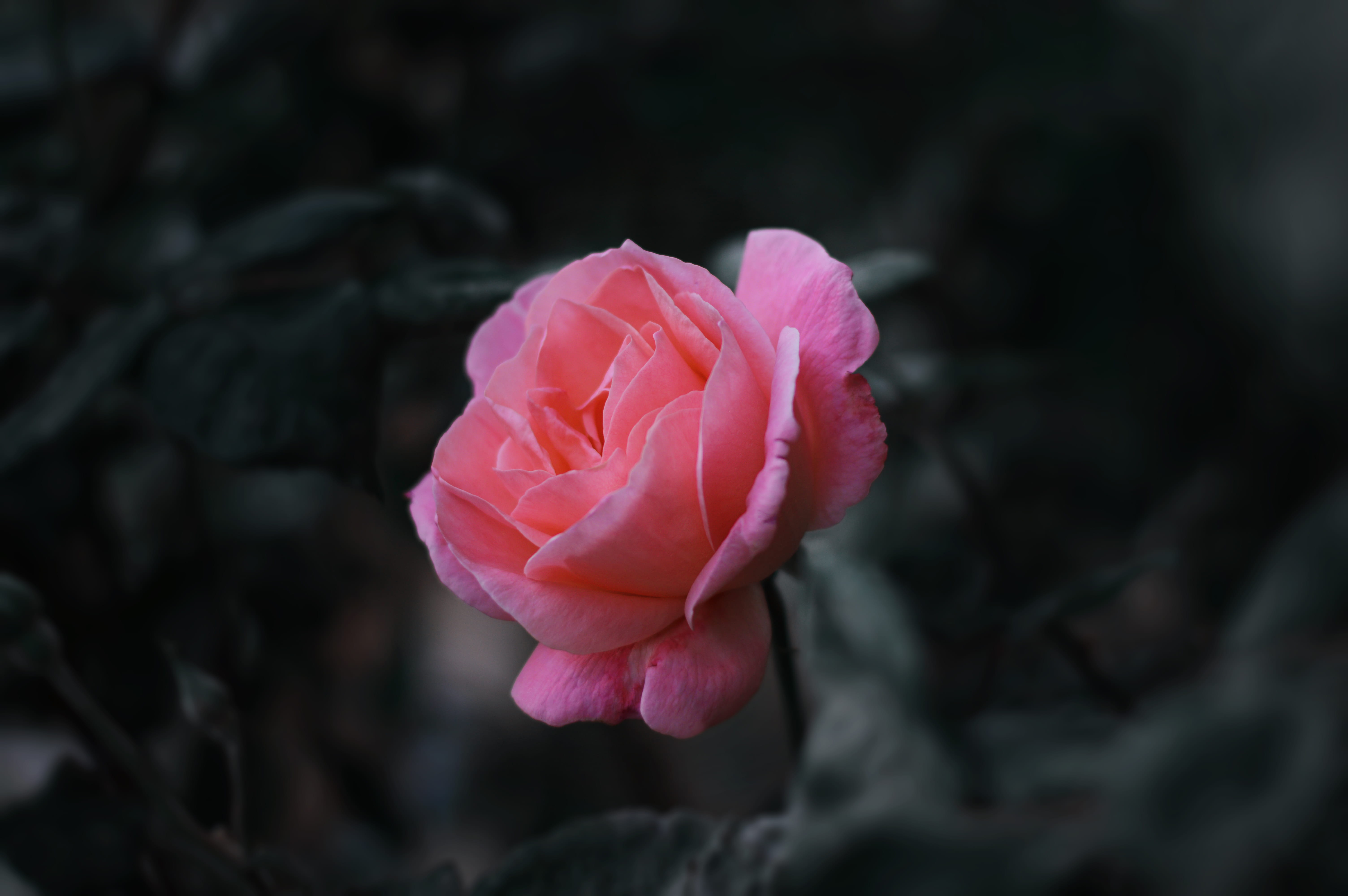forest, flowering plant, close-up, roses, outdoors, vulnerability, israel, nazareth, beauty in nature, jungle, flower head, inflorescence, spring, petal, HD Wallpaper