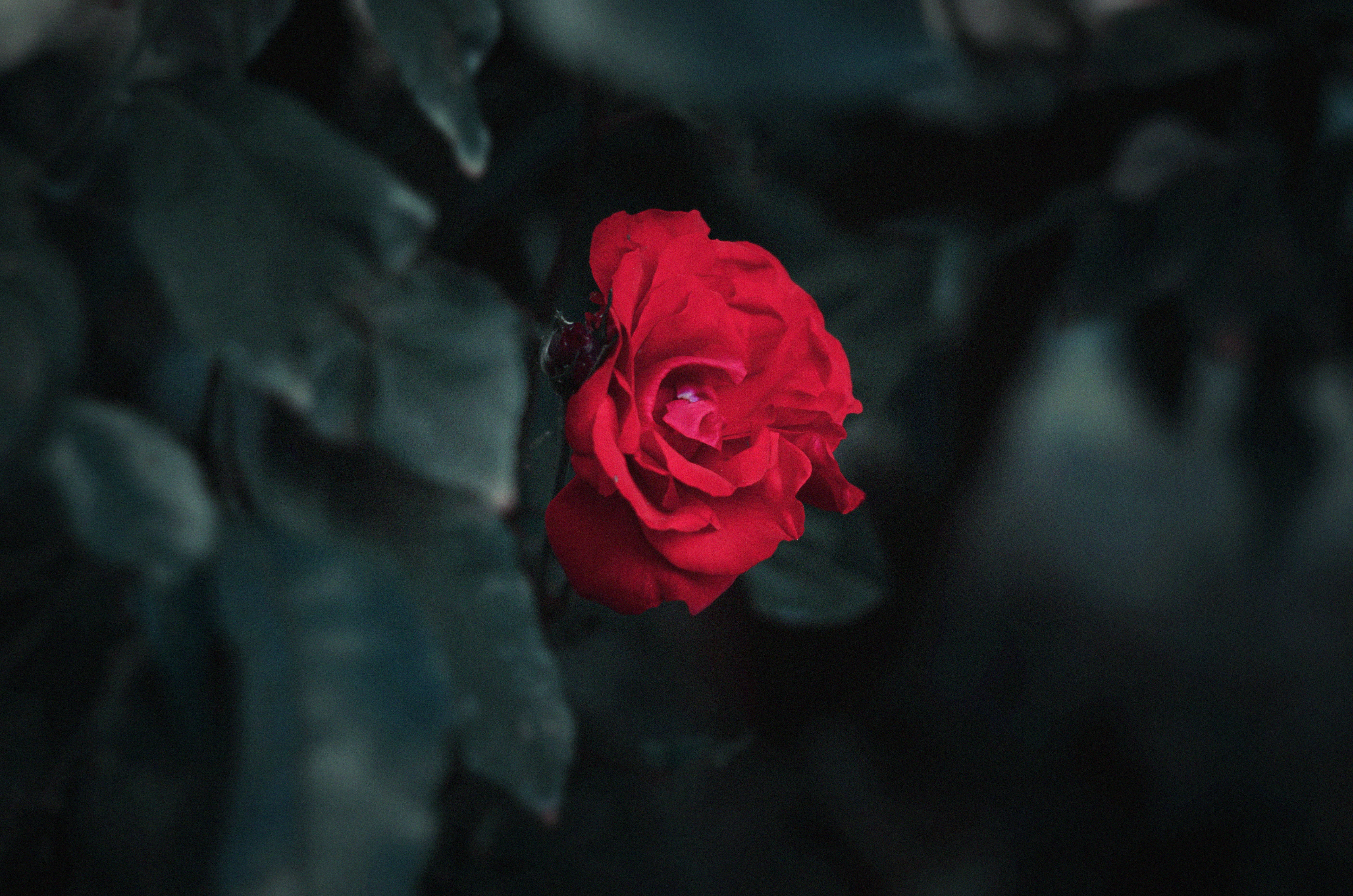 focus on foreground, no people, plant, 5K, nazareth, rose - flower, red, queen, israel, photography, flower, aesthetic, freshness, inflorescence, growth, HD Wallpaper