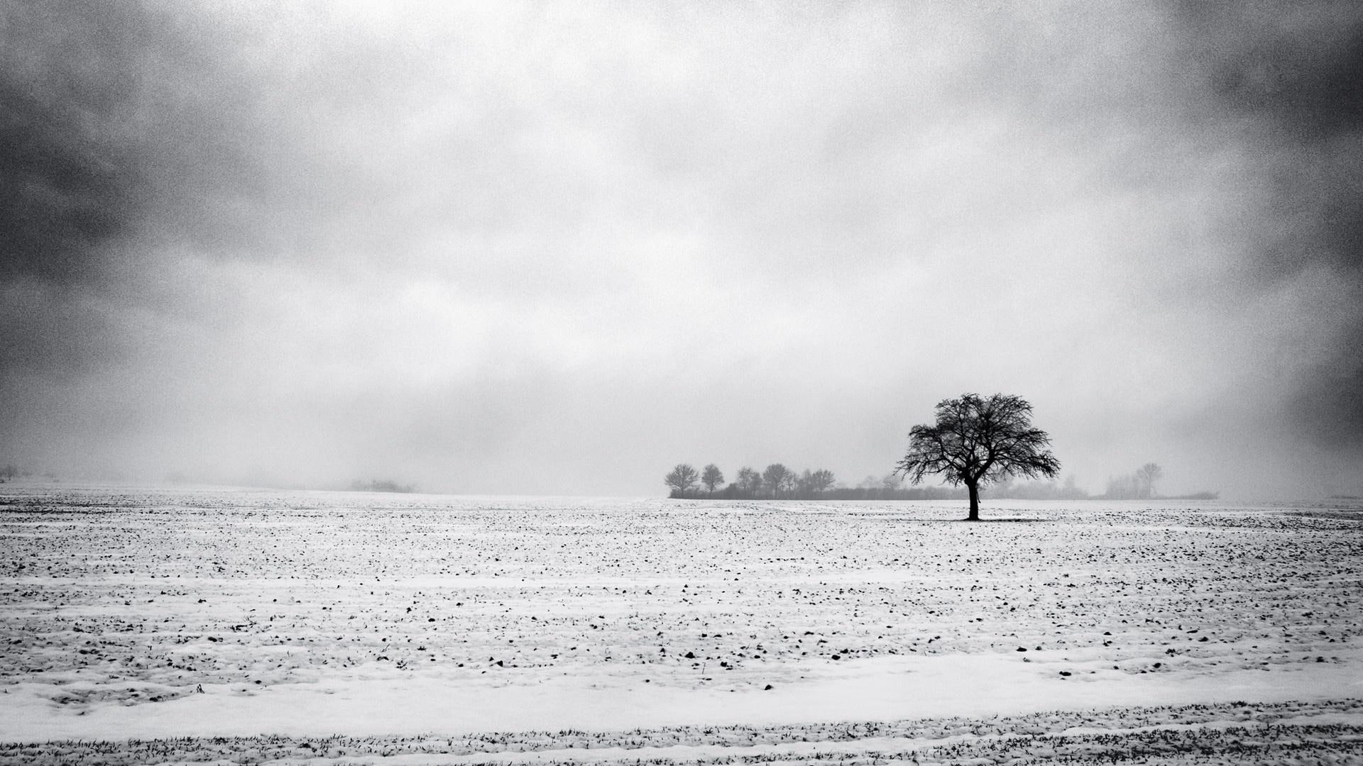 1080P, winter, black, white, nature, photo, snow, nature and landscapes, grayscale, tree, HD Wallpaper