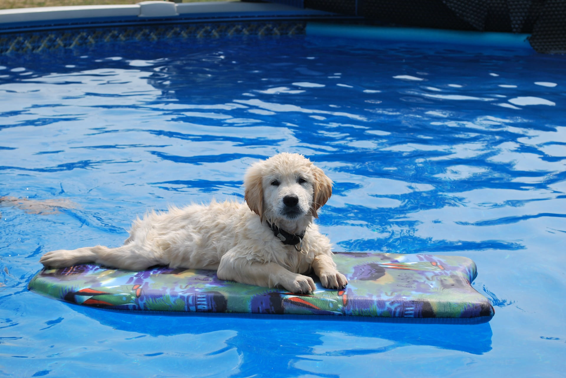 Domestic Animal, inflatable, pool, doggie, reflection, floating on water, one animal, domestic, domestic animals, swimming pool, animal, 1080P, pets, swimming, HD Wallpaper