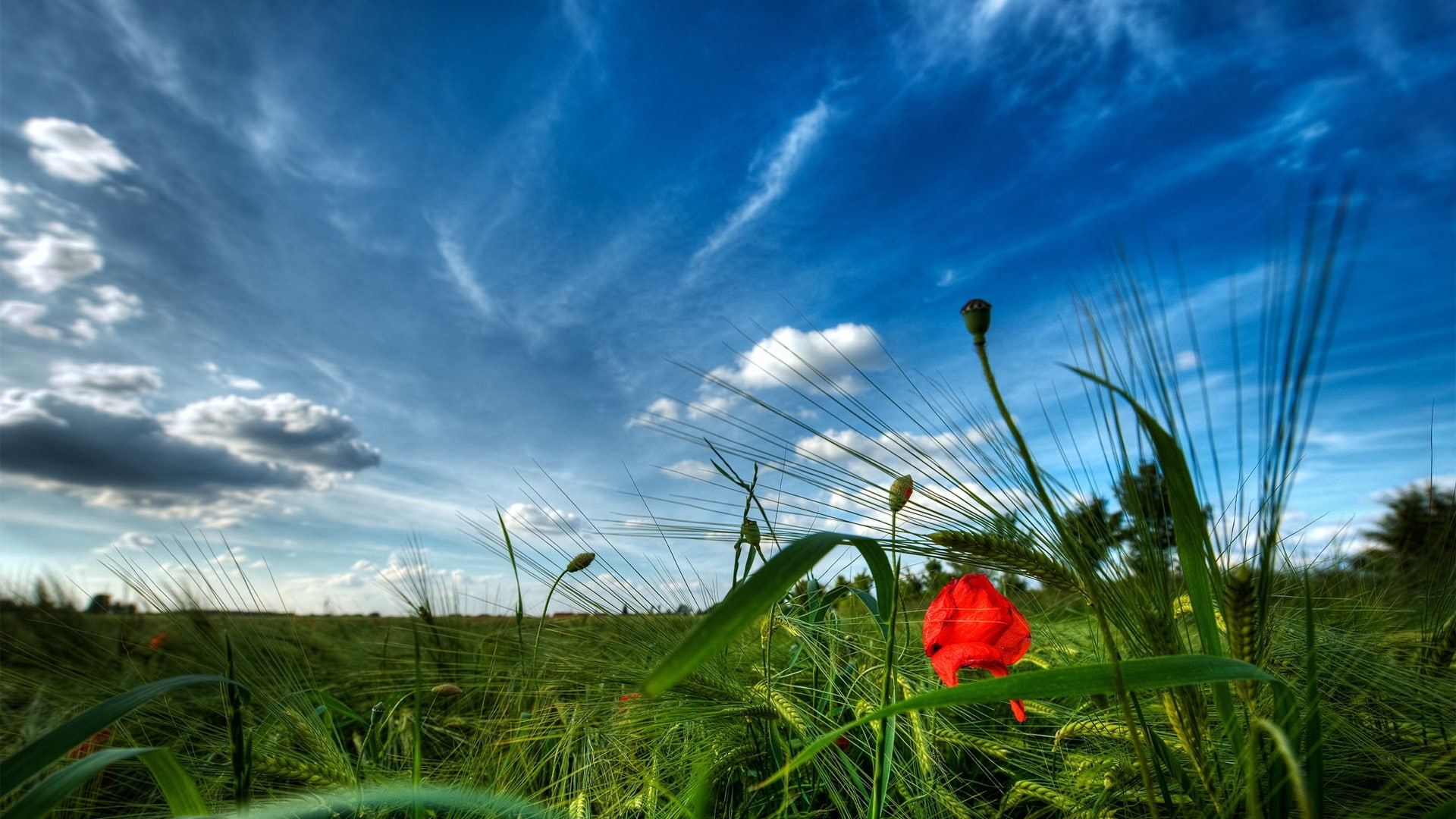 nature, 1080P, skyscapes, meadow, Landscapes, x, hd, fields, flowers, art, Clouds, HD Wallpaper