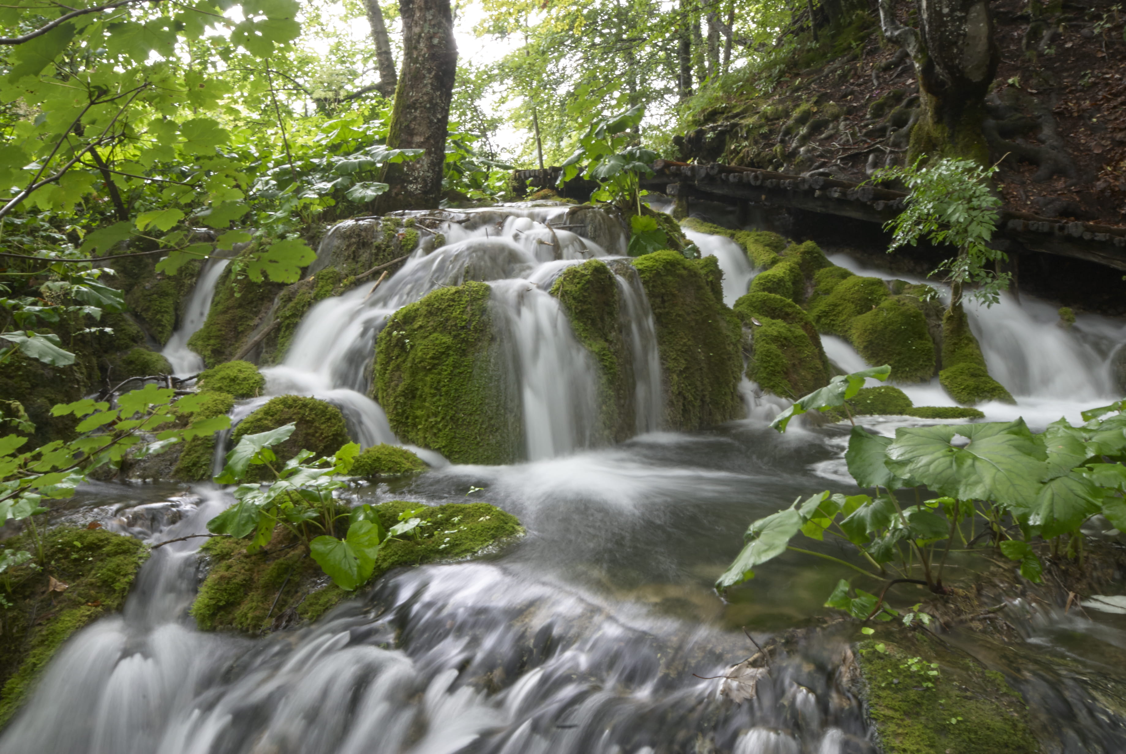 waterfall, tree, no people, nature, plitvički ljeskovac, power in nature, long exposure, growth, rainforest, flowing water, beauty in nature, plitvice lakes national park, HD Wallpaper