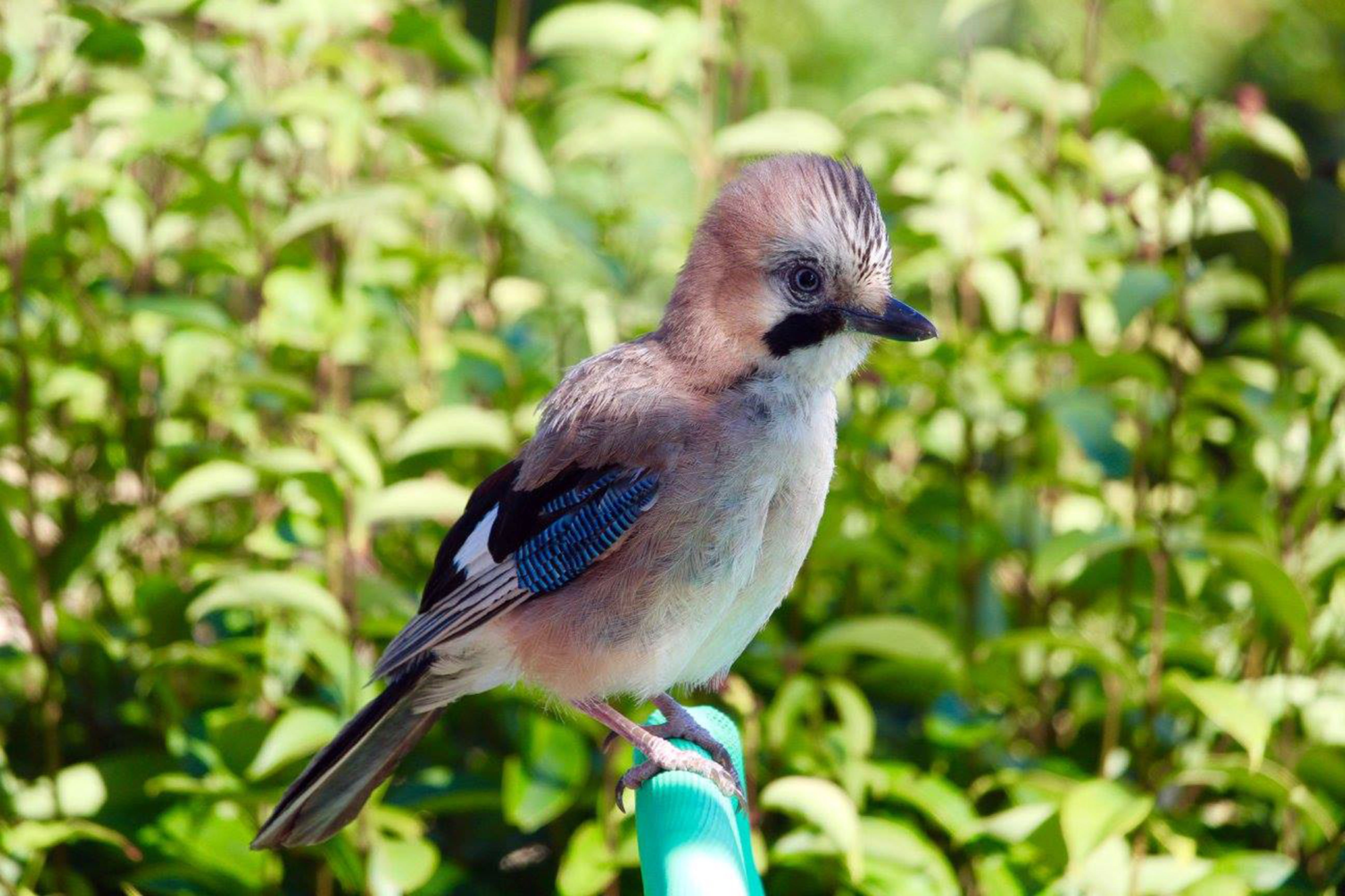 leaf, day, rovinj, bird, 5K, outdoors, animal, animal wildlife, branch, close-up, jay, no people, nature, perching, one animal, rainforest, focus on foreground, HD Wallpaper