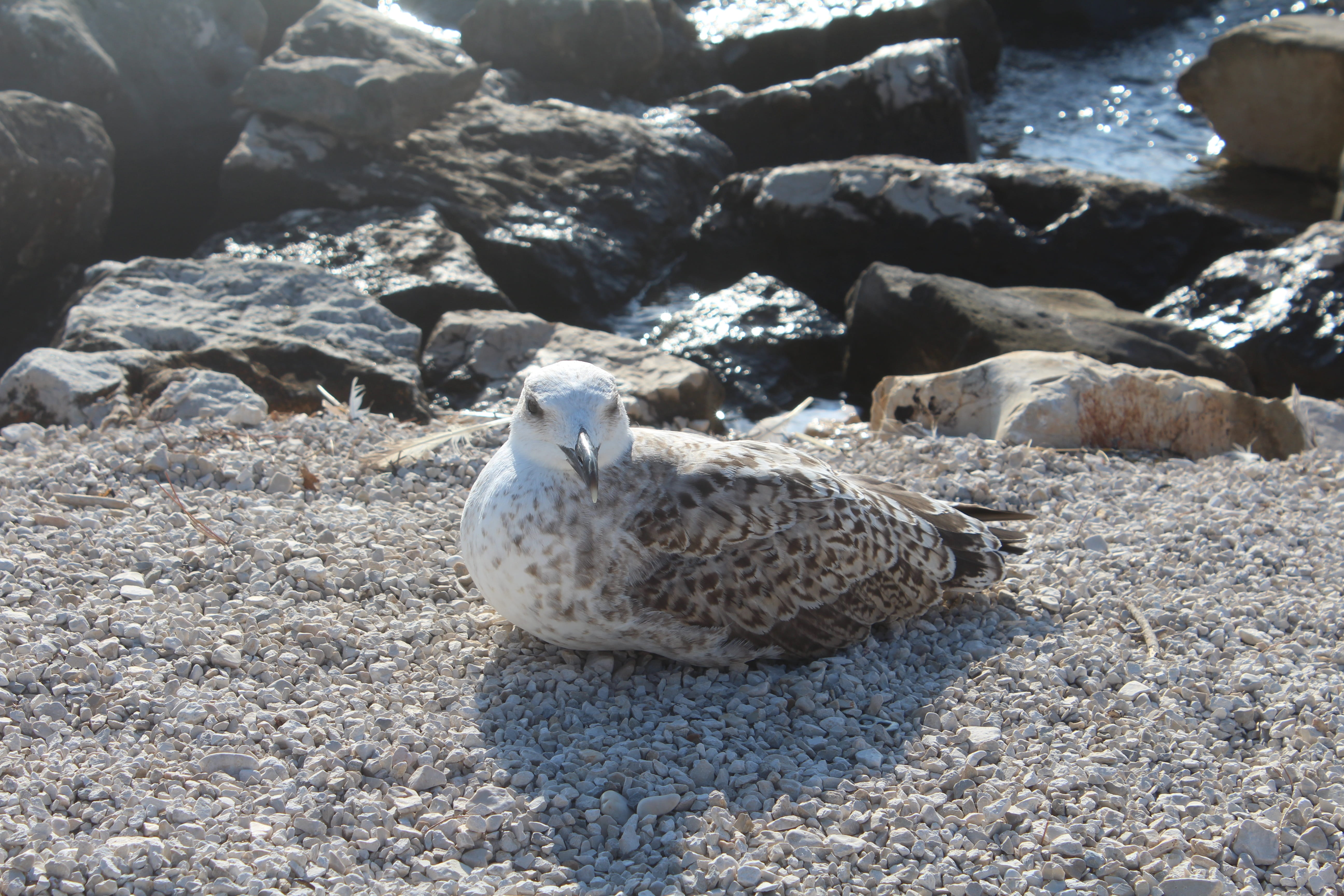croatia, nature, animal wildlife, animal themes, focus on foreground, outdoors, day, stone - object, rovinj, pebble, land, animal, beach, seagull, 5K, HD Wallpaper