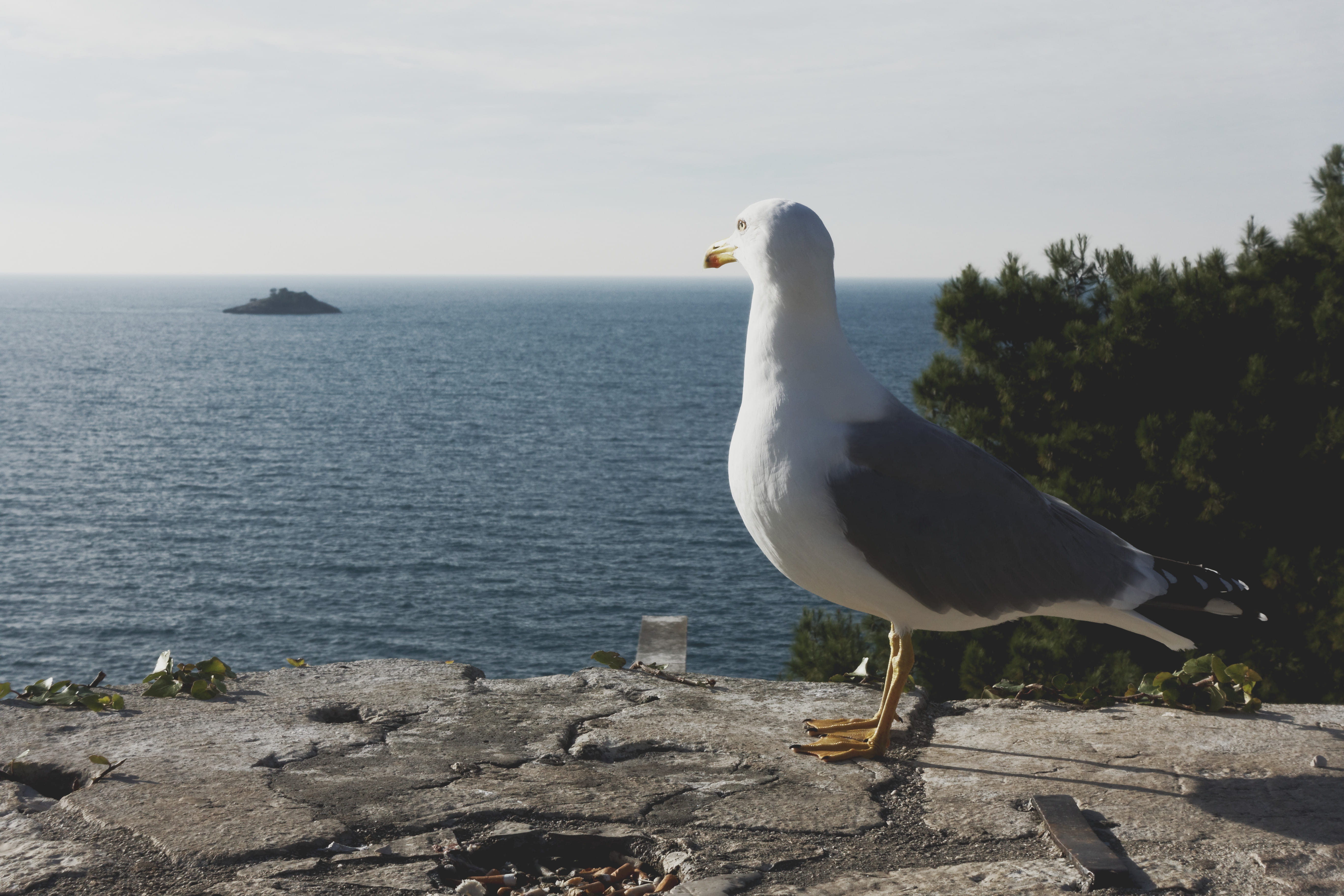 tranquility, beauty in nature, 5K, pine trees, seagull, animal themes, animal, island, one animal, croatia, bird, animal wildlife, sky, nature, animals in the wild, HD Wallpaper