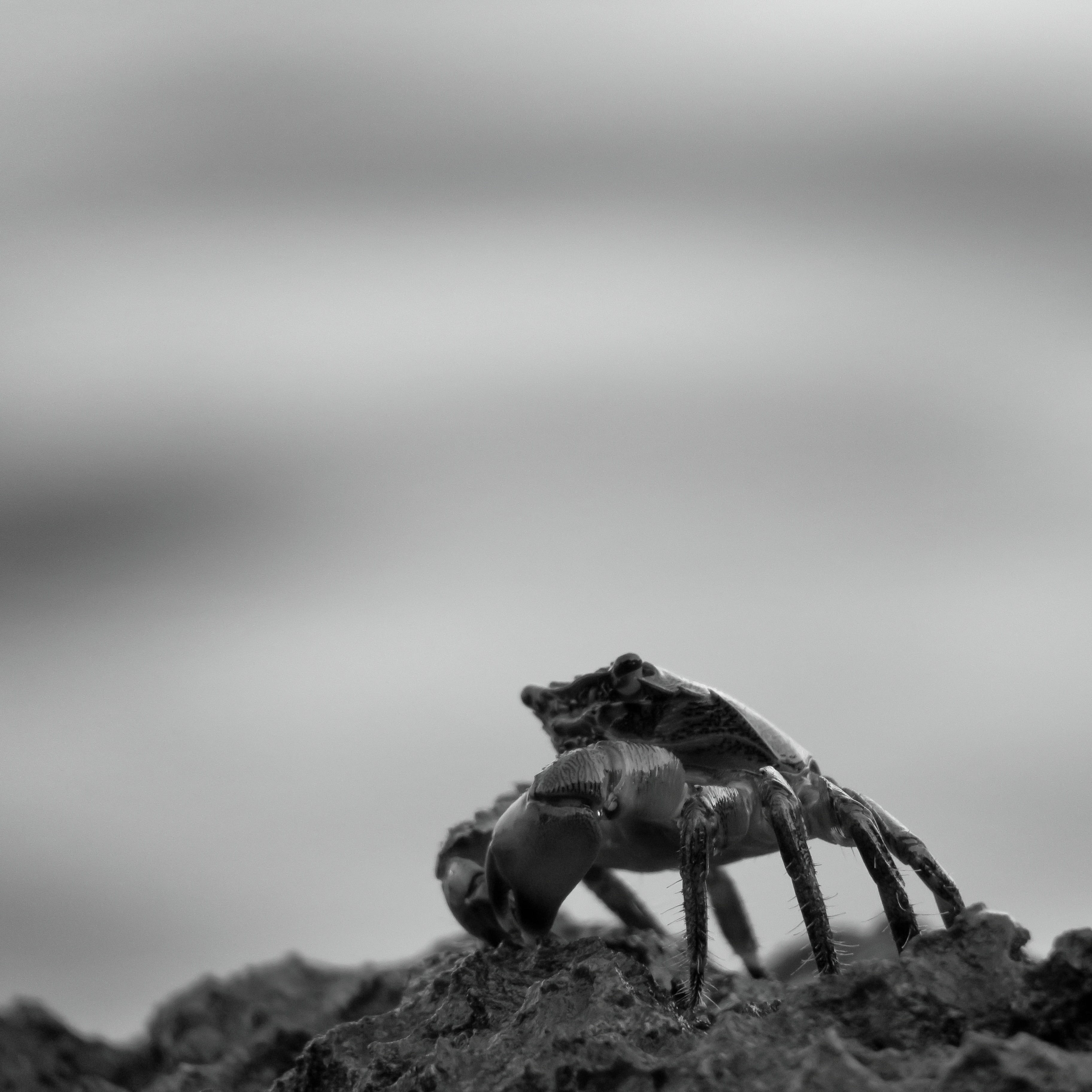 selective focus, focus on foreground, coast, crab, 2K, nature, no people, meeresbewohner, sea, close-up, rock - object, land, animal, mediterranean, animal themes, Phone HD Wallpaper