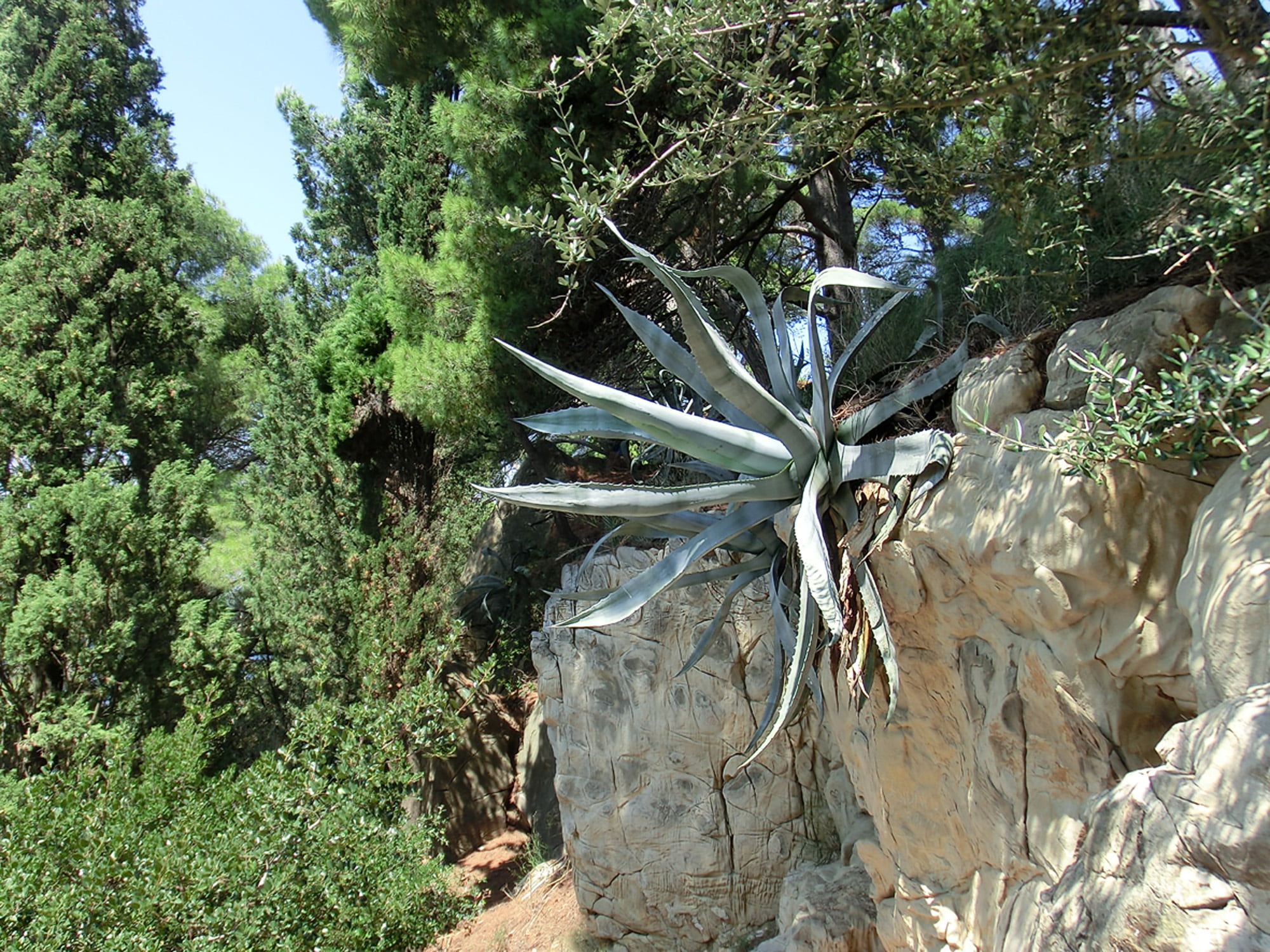 scenics - nature, sunlight, istria, nature, plant, land, stone, croatia, agave, day, growth, tranquility, green color, beauty in nature, forest, rock, no people, HD Wallpaper