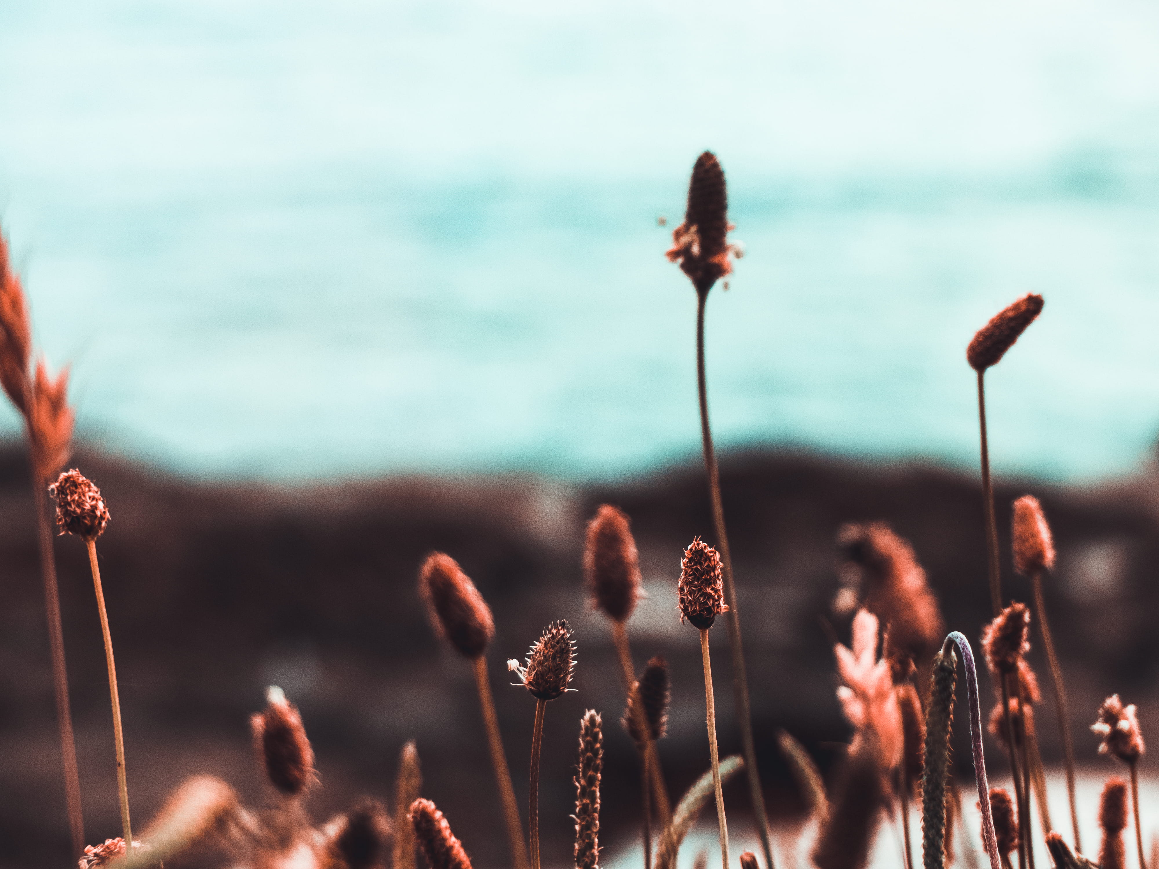 detail, tilt, flora, istria county, produce, brown, plant stem, land, grass, fragility, plant, reed, wilted plant, grain, outdoors, croatia, flowering plant, HD Wallpaper