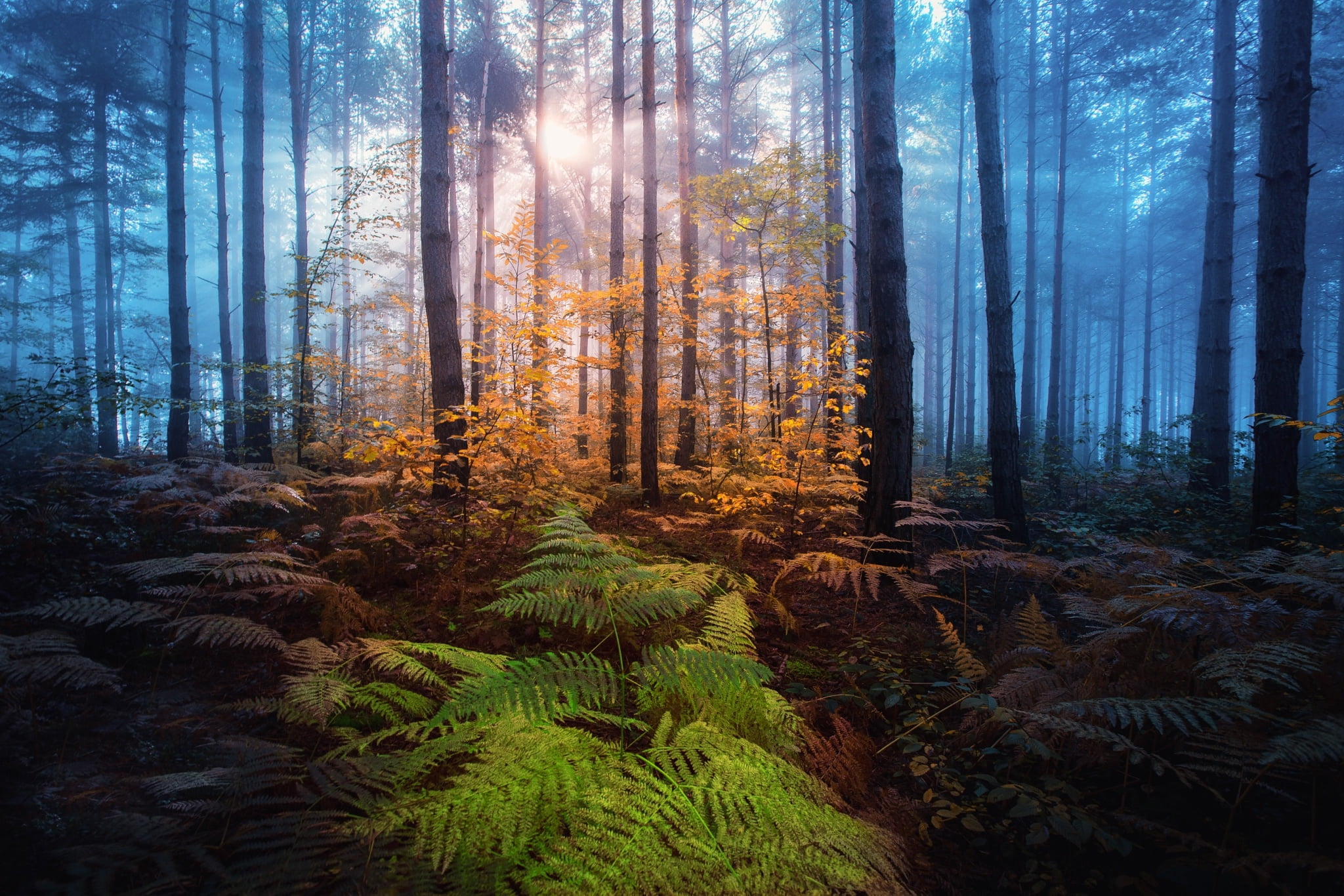 the sun, trees, forest, light, Adnan Bubalo, nature, fern, autumn, 1080P, fog, rays, HD Wallpaper