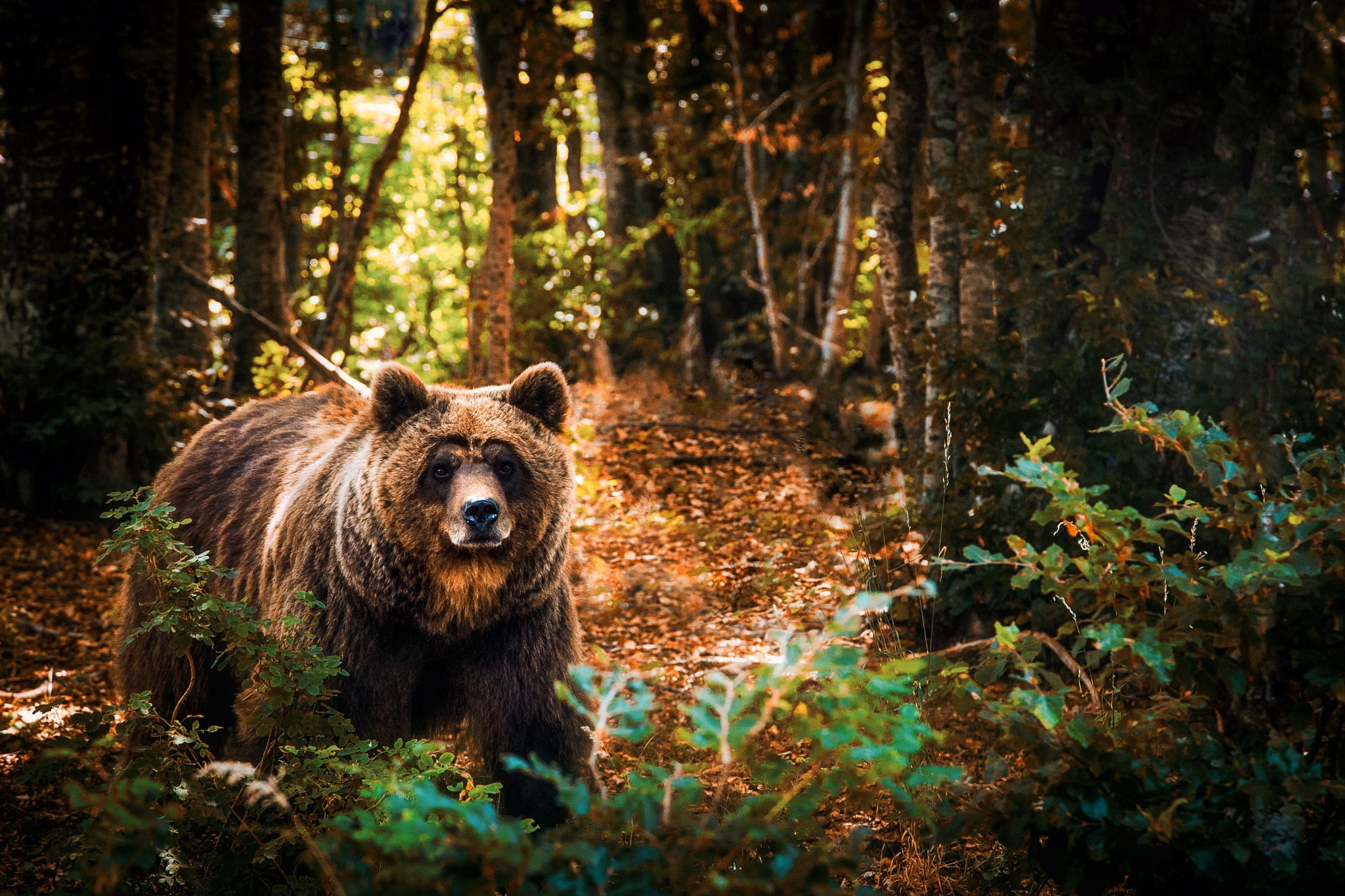 branches, predator, forest, 1080P, bear, the bushes, animal, brown, nature, trees, Adnan Bubalo, HD Wallpaper