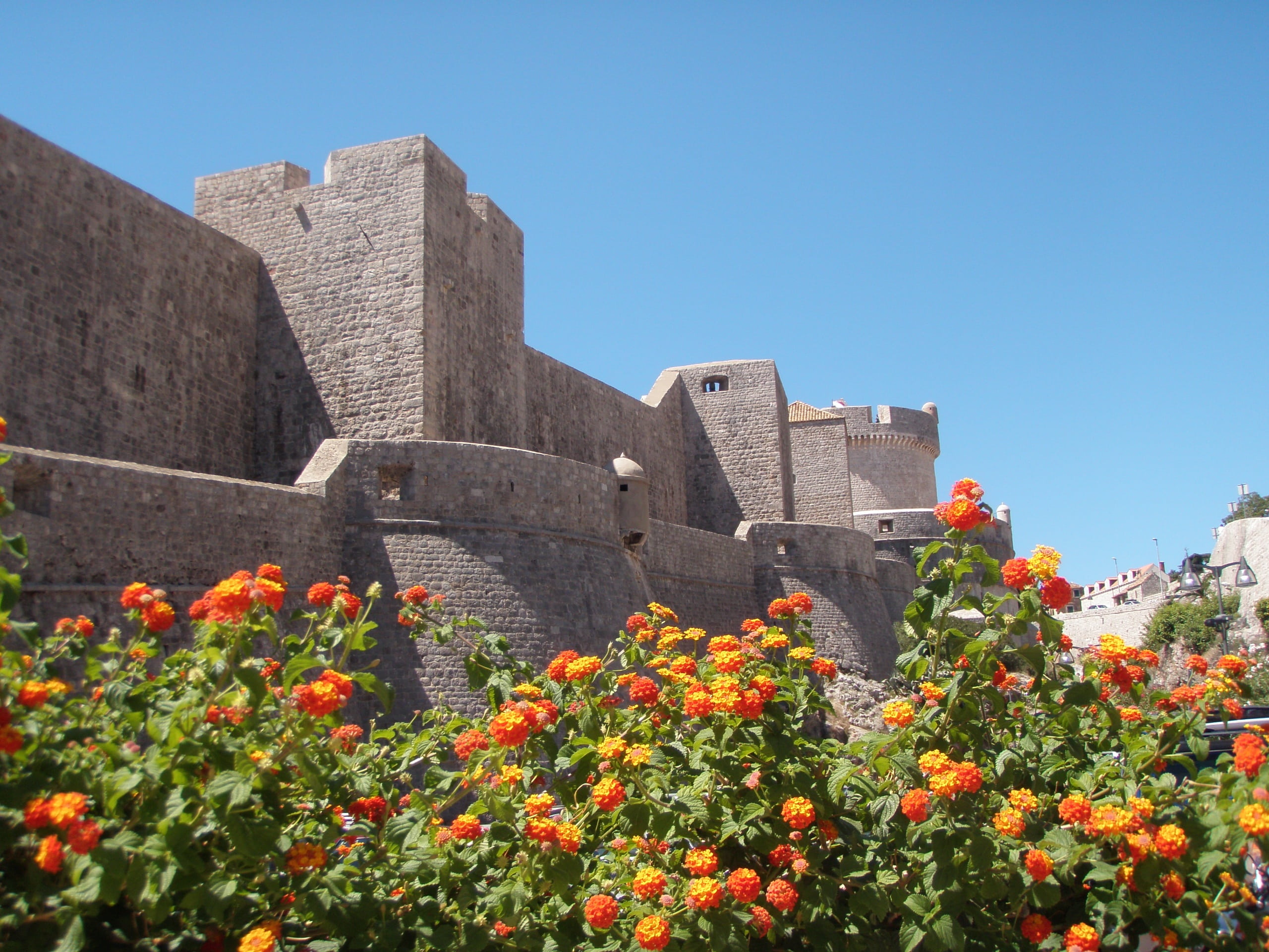 plant, outdoors, travel destinations, flower, building, building exterior, dubrovnik, 2K, no people, wall, growth, the past, day, fortified wall, the walls of the, HD Wallpaper