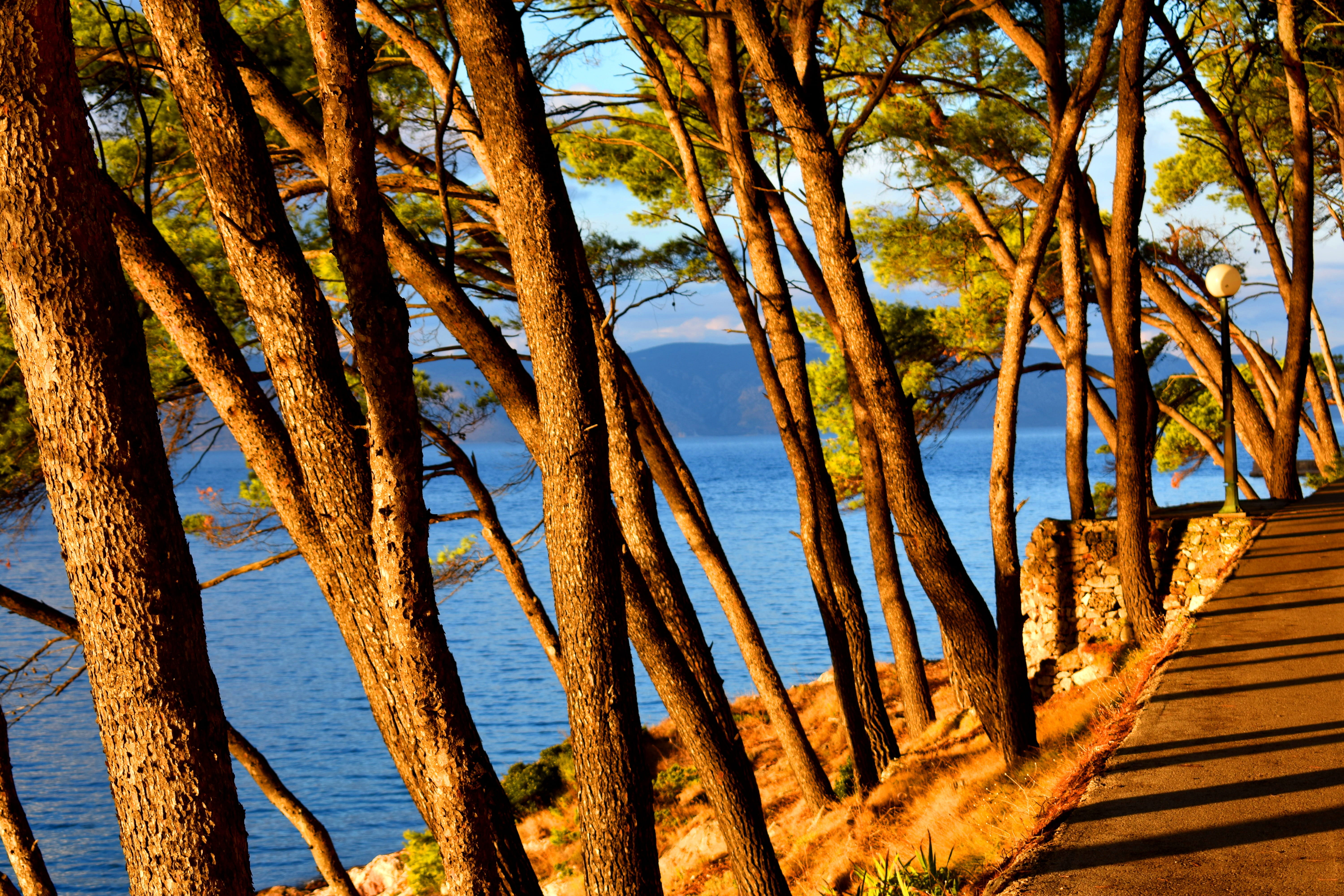 land, landscape, tree, trunk, plants, water, pattern, horizon over water, hvar, sunlight, tranquil scene, wooden post, no people, 5K, sea, croatia, trunks, HD Wallpaper