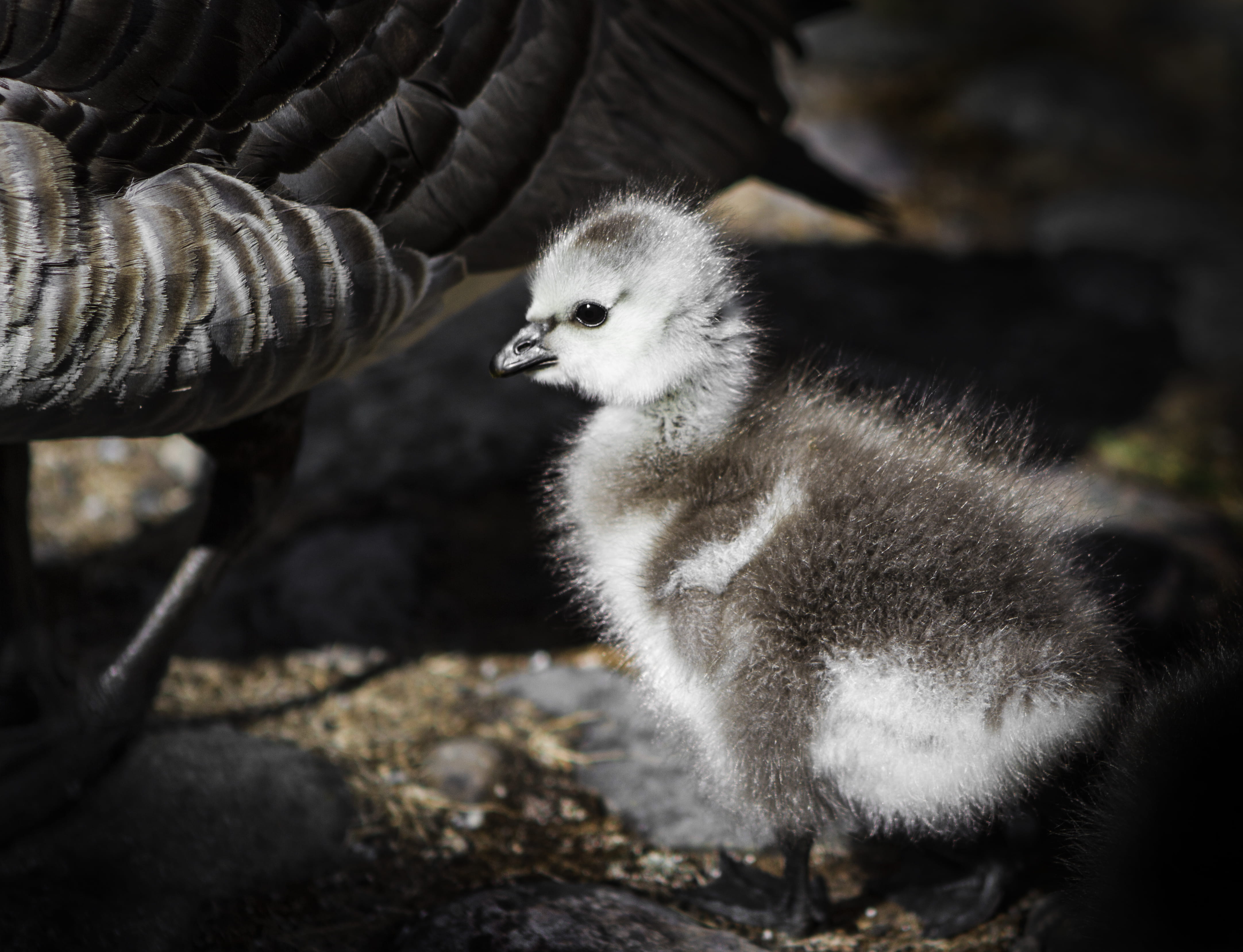 baby, animal themes, children, wilde, duck, vertebrate, one animal, gosling, young bird, 4K, goose, day, outdoors, young animal, no people, animals in the wild, HD Wallpaper