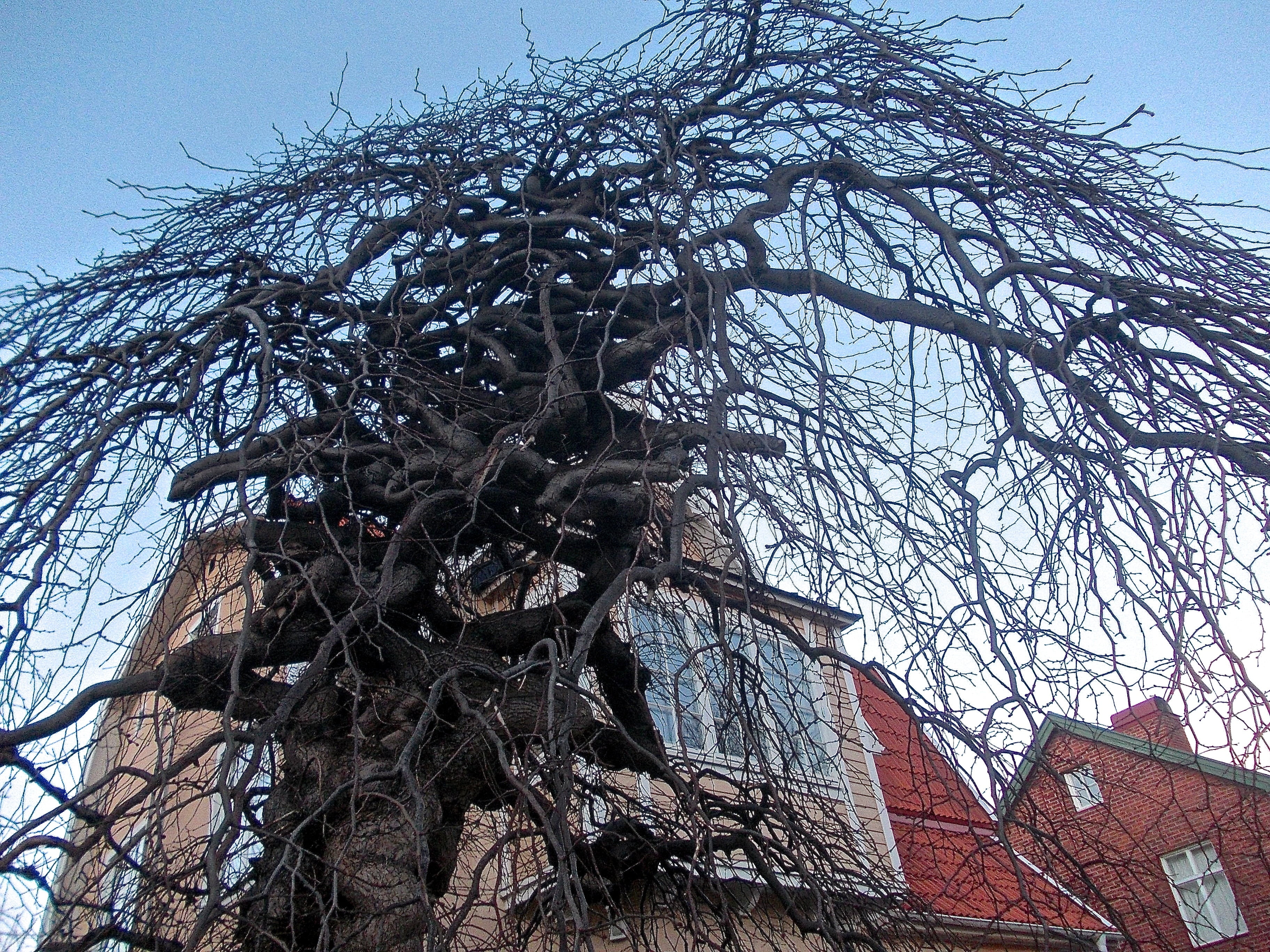 building exterior, medusa, tangled, tree, day, willow tree, bare tree, clear sky, house, roof, outdoors, trunk, low angle view, nature, 2K, gamla enskede, HD Wallpaper